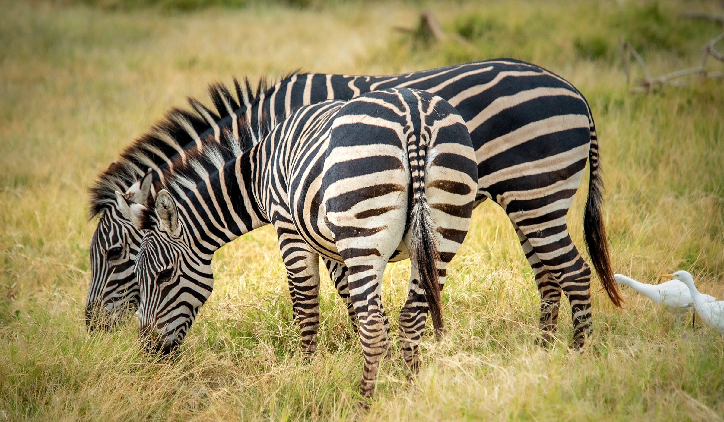Lake Manyara National Parks