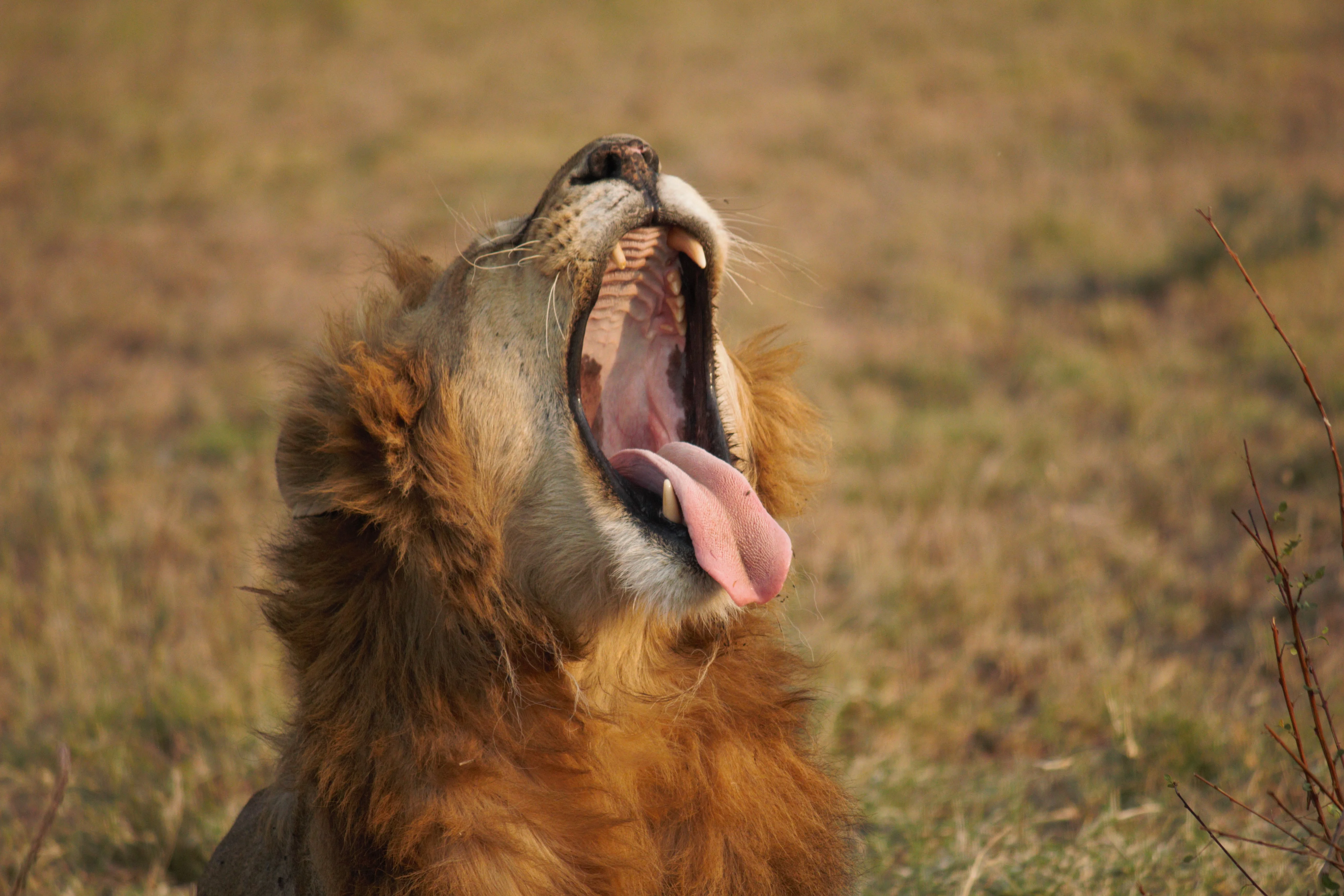 Tanzania Safari Experience