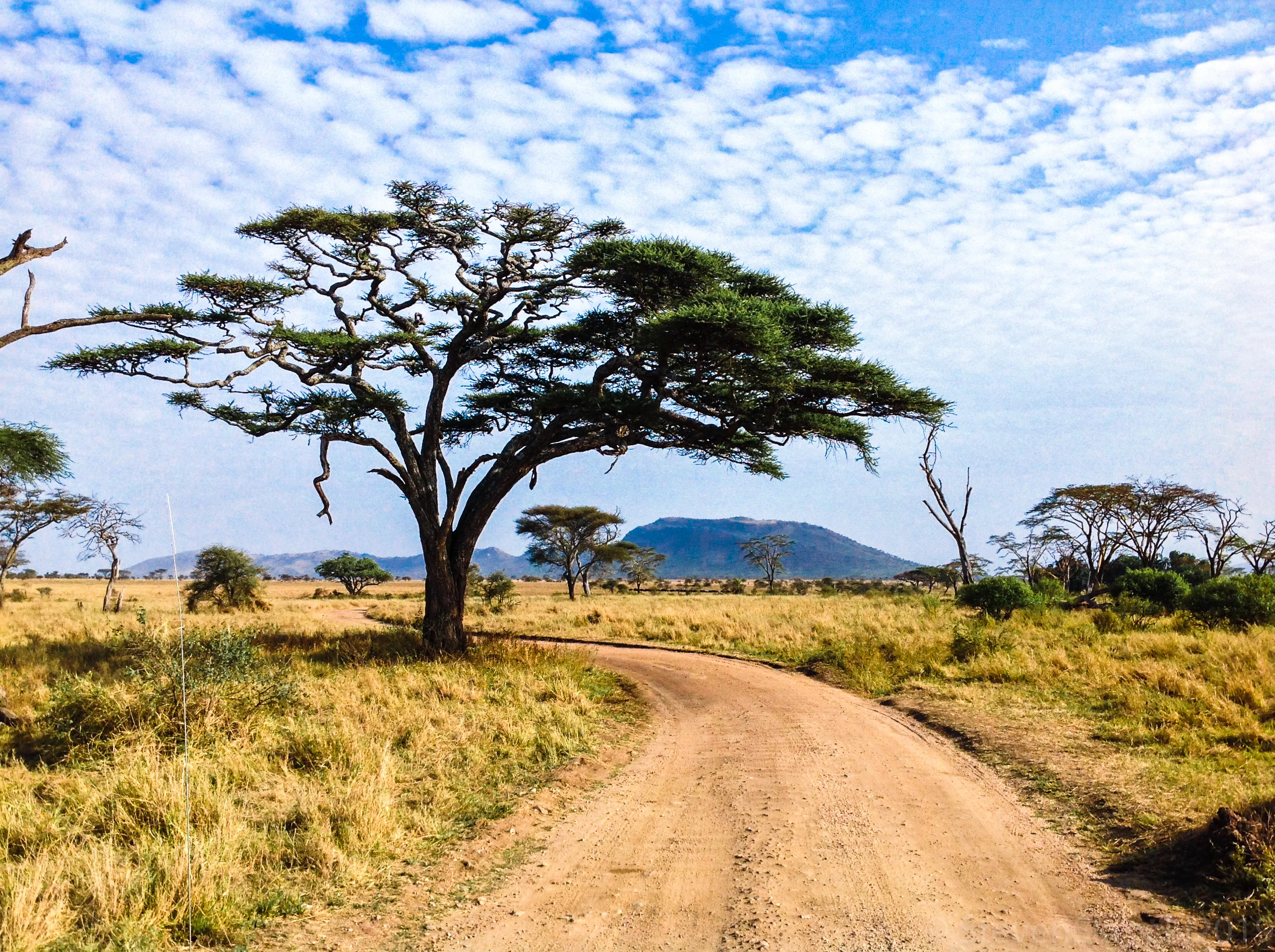 Tanzania Safari Experience