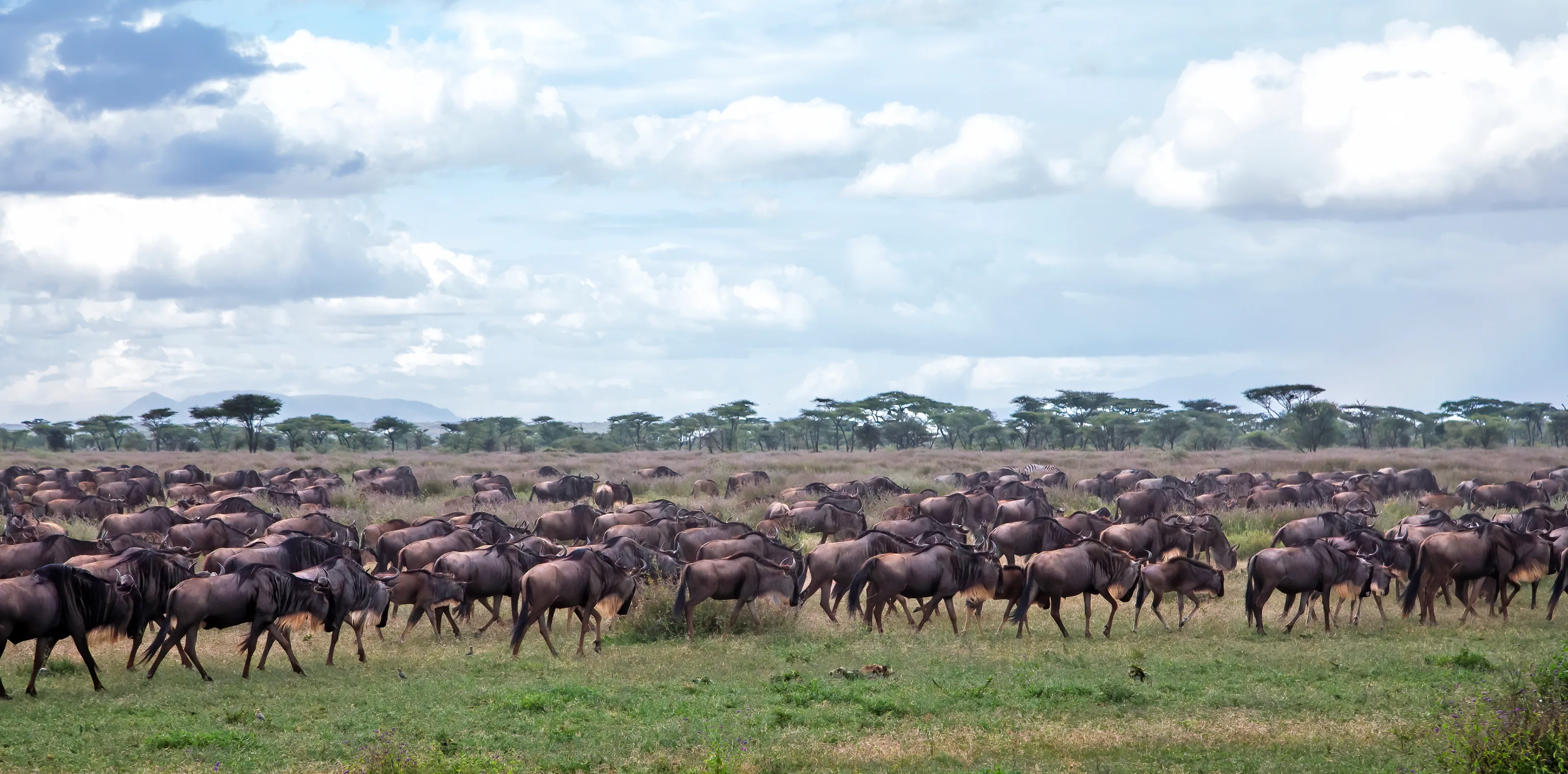 Luxury Serengeti Wildebeest Migration Safari
