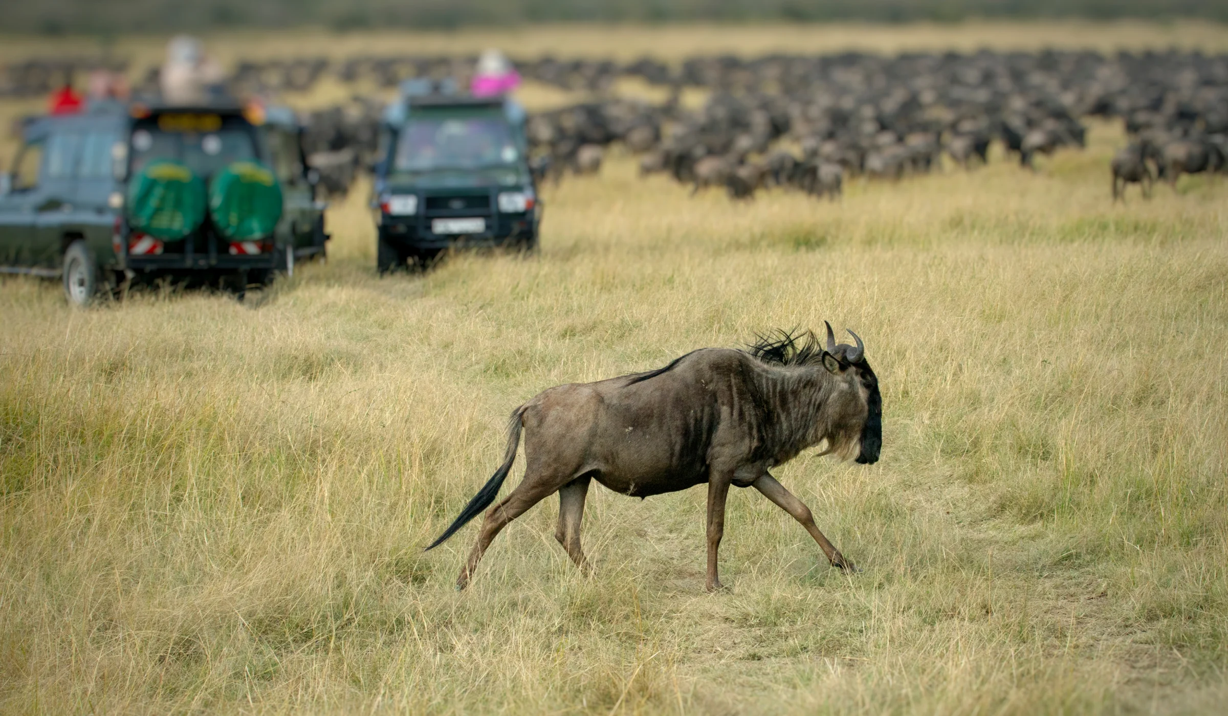 Luxury Serengeti Wildebeest Migration Safari