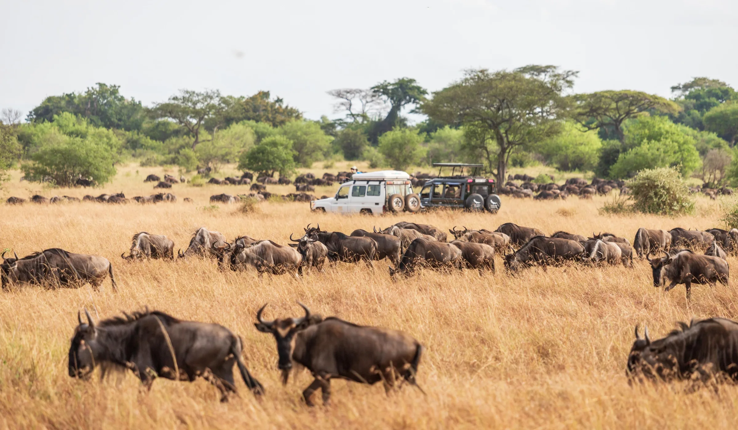 Luxury Serengeti Wildebeest Migration Safari