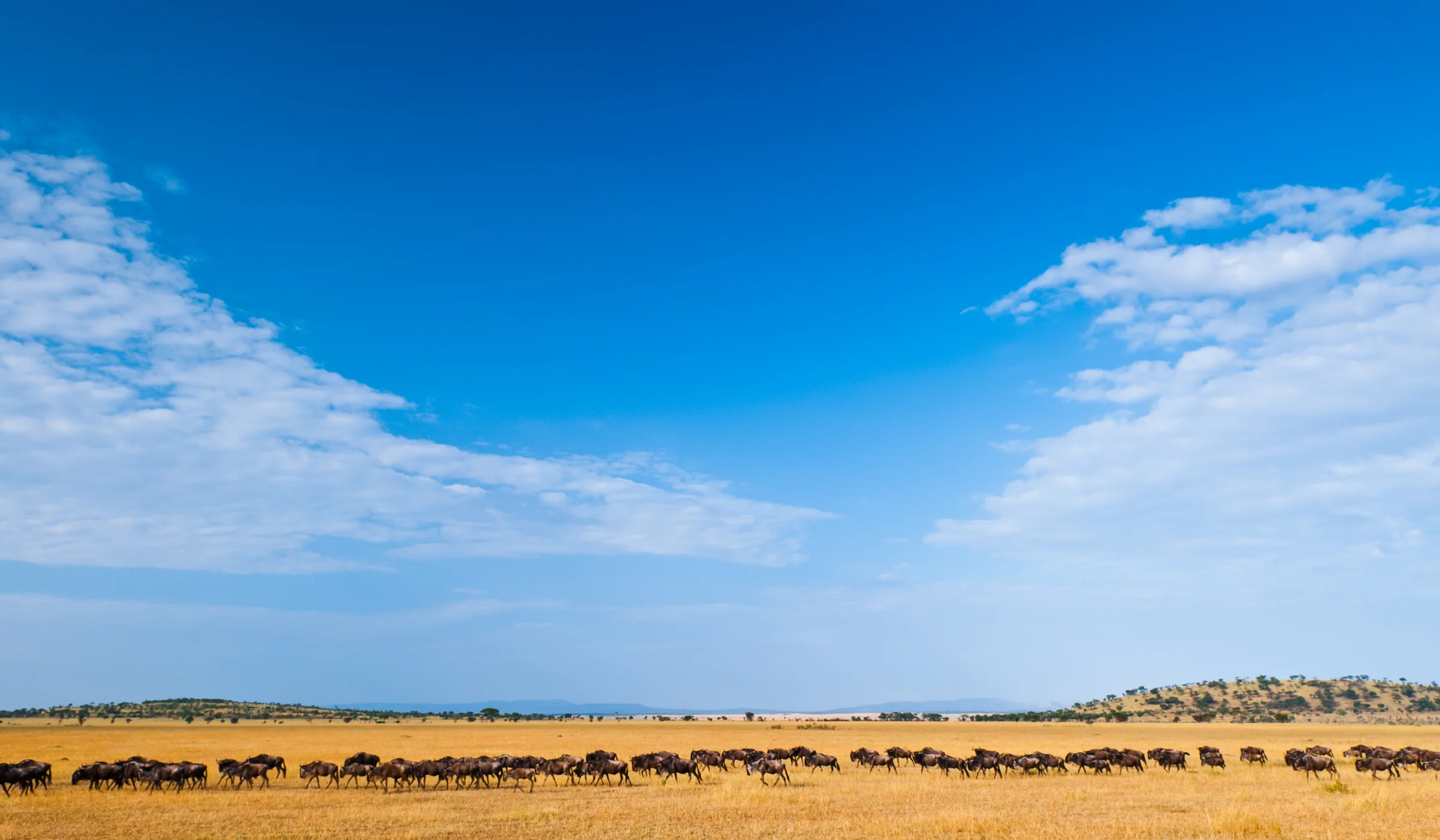 Best Time To See The Serengeti Migration
