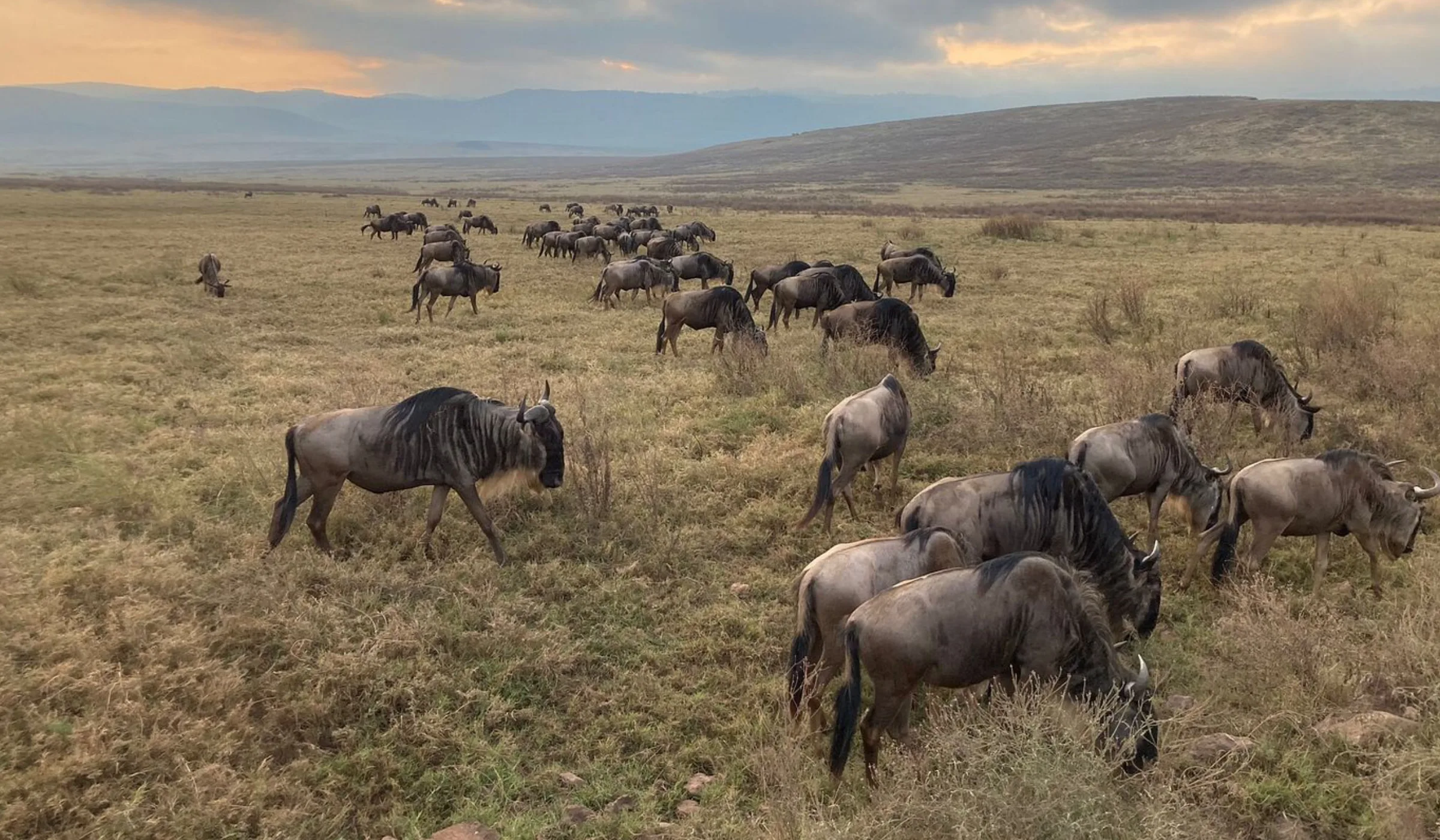 Wildebeest Migration Safari Cost