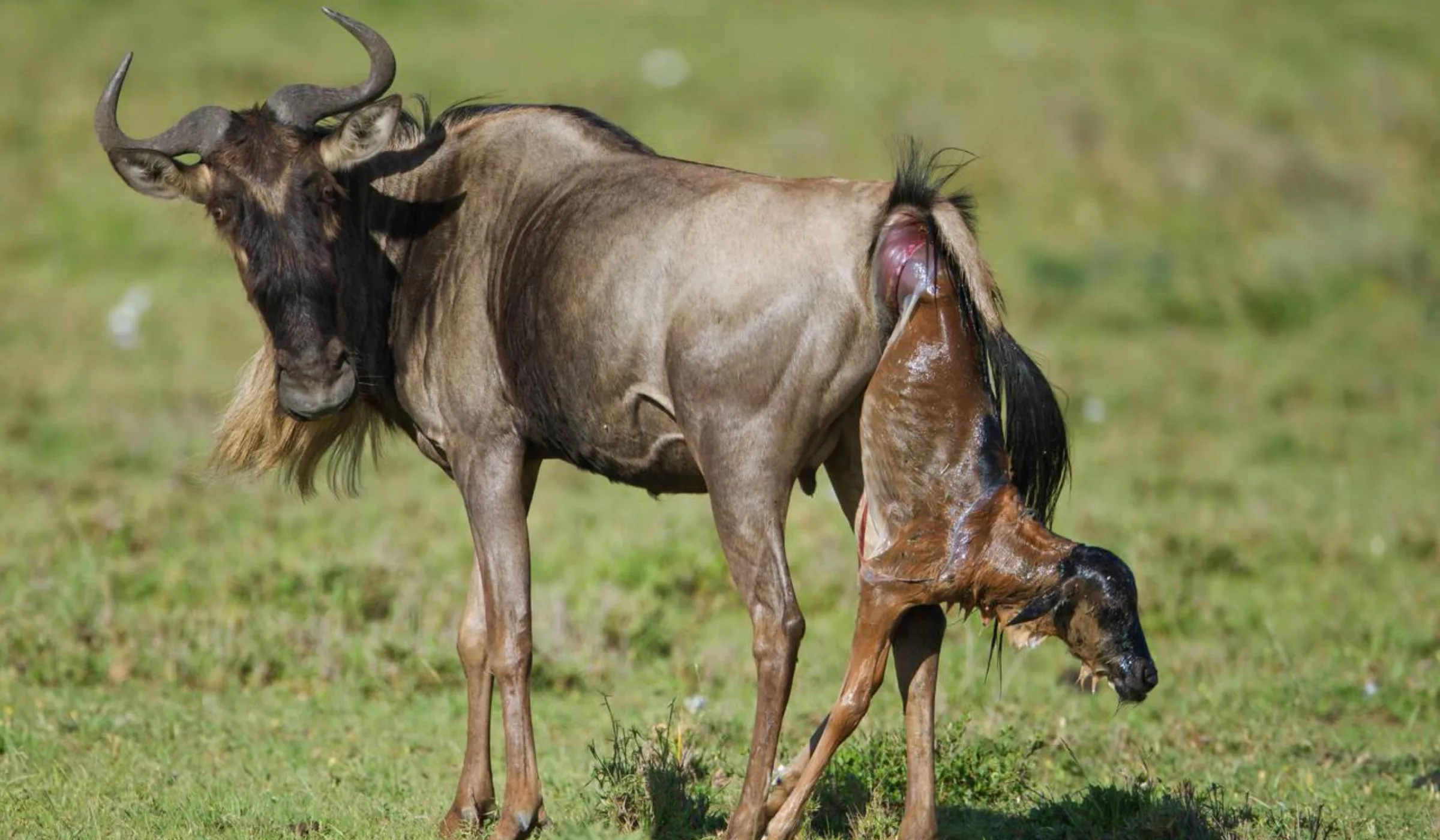Wildebeest Migration Cycle