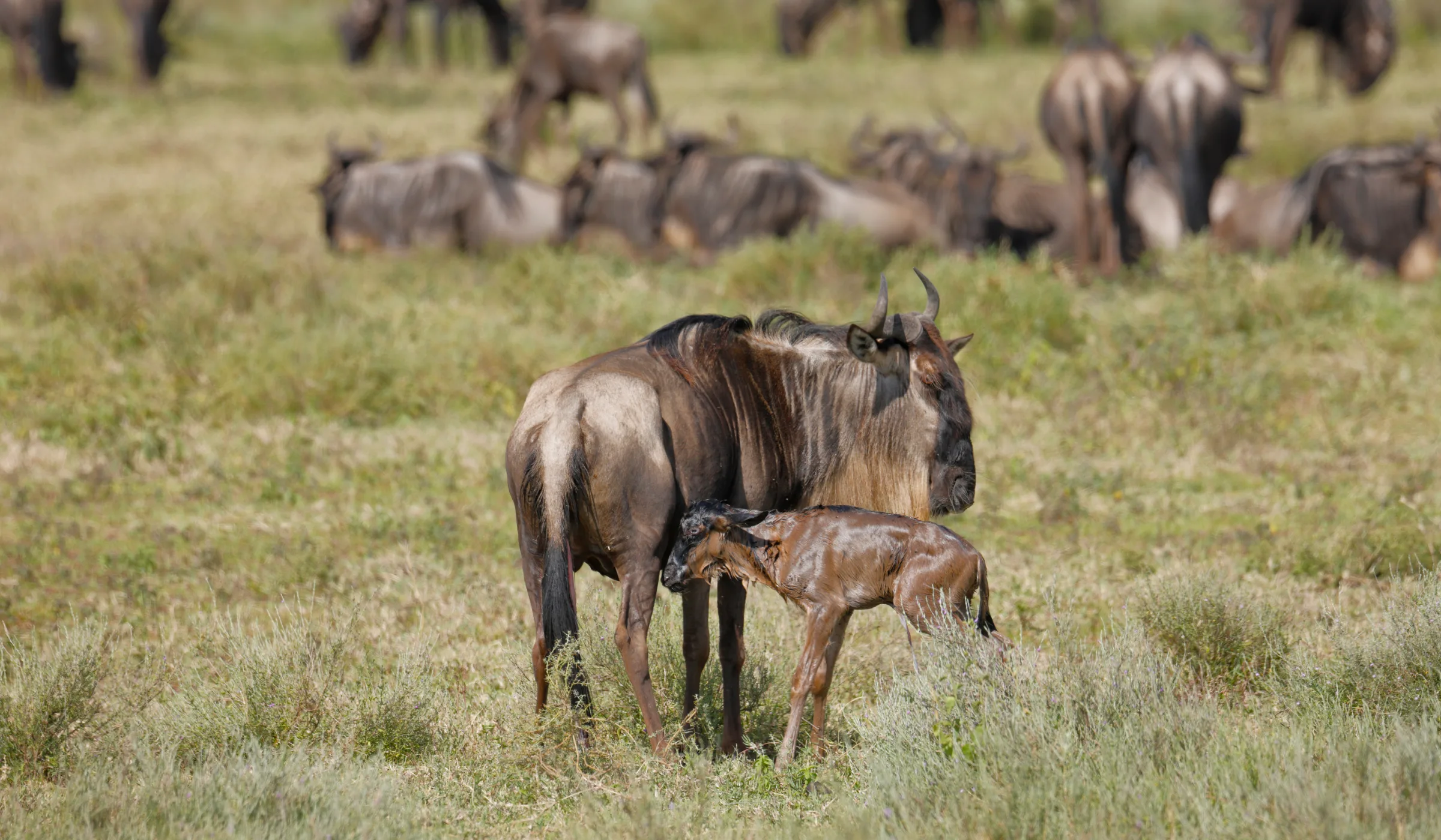 Wildebeest Migration Cycle