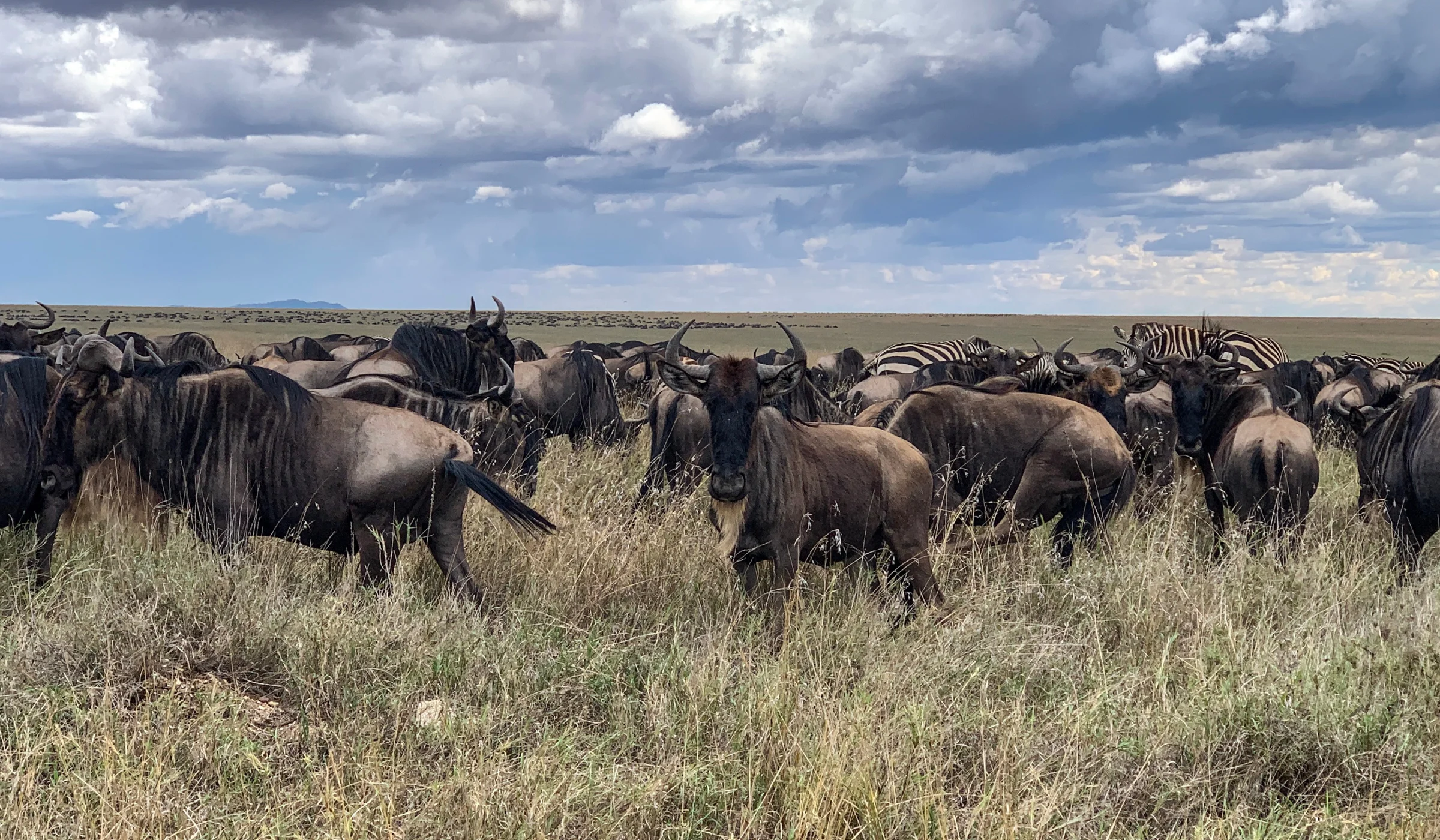 Wildebeest Migration Cycle