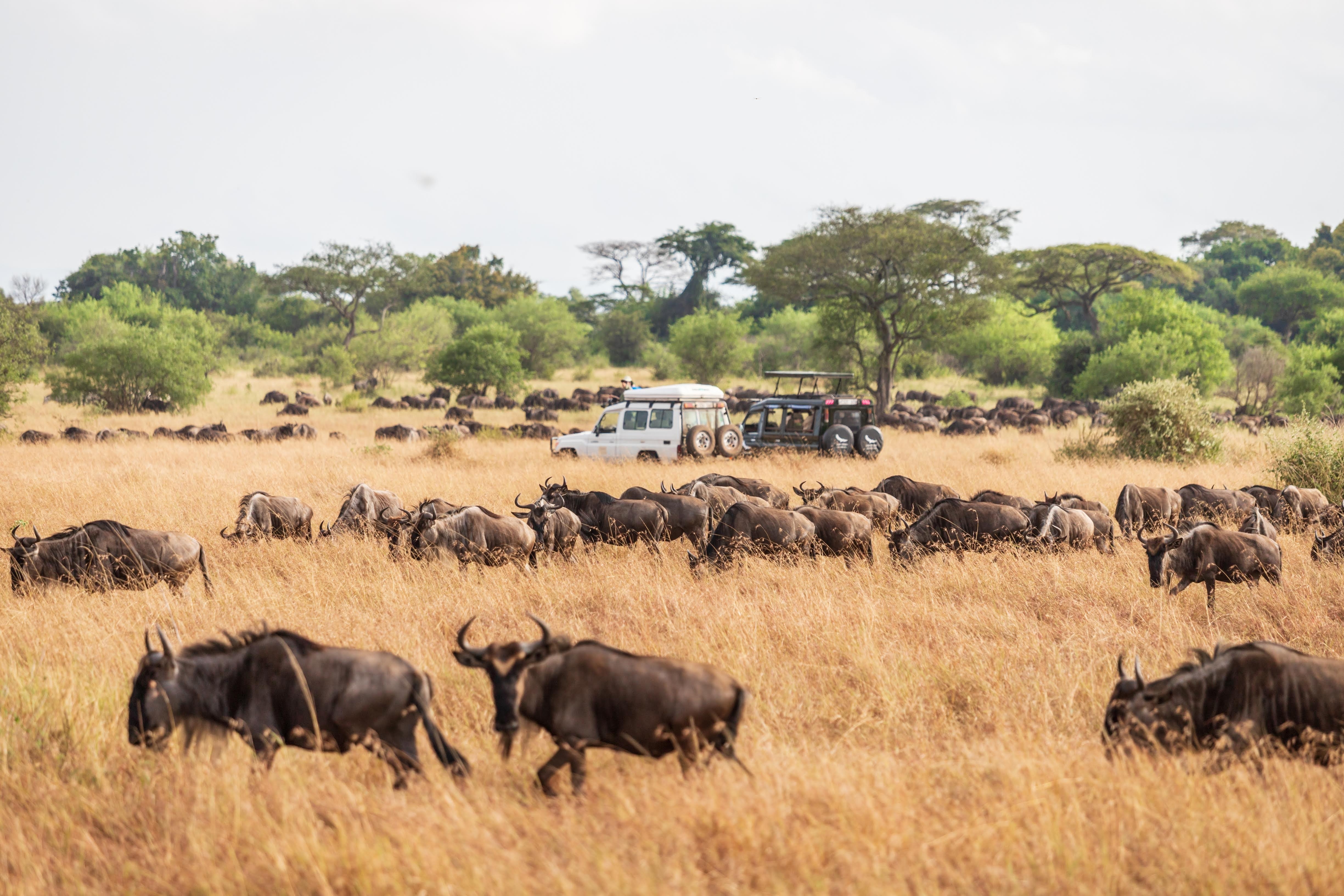 Wildebeest Migration Cycle