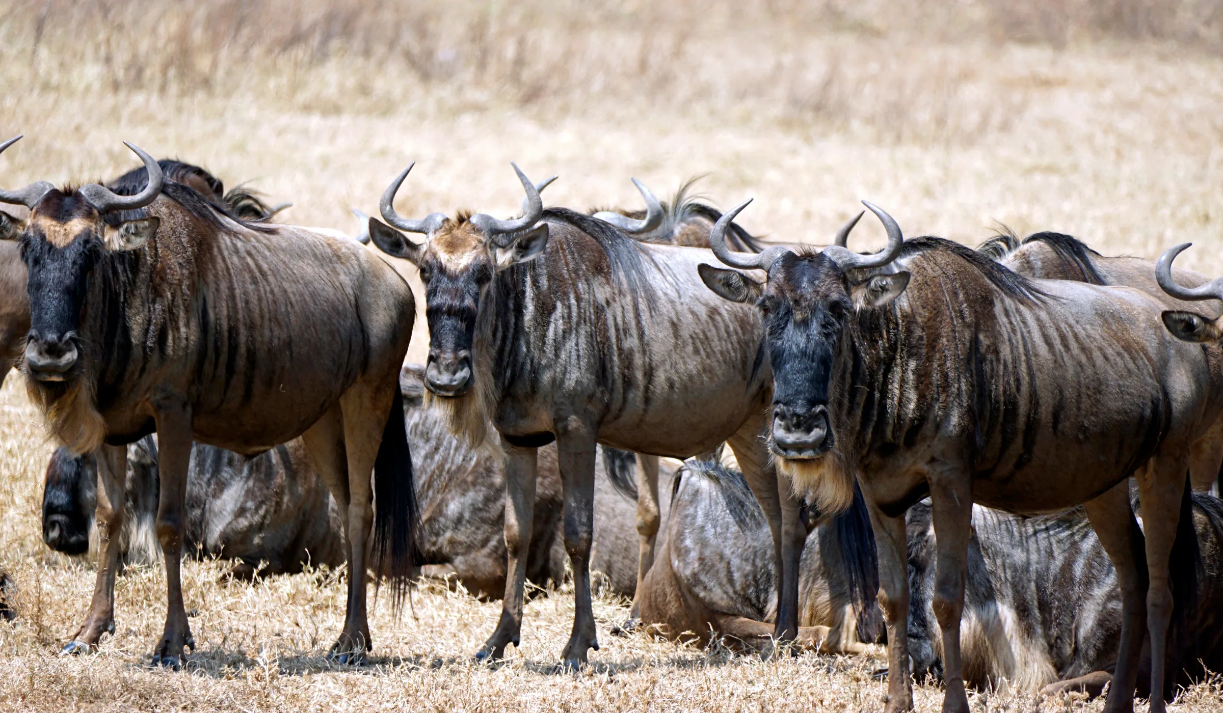 Wildebeest Migration Cycle