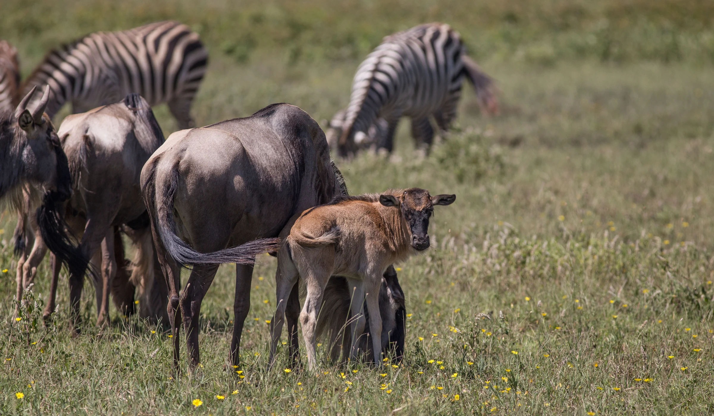 Serengeti Wildebeest Migration Calving Season