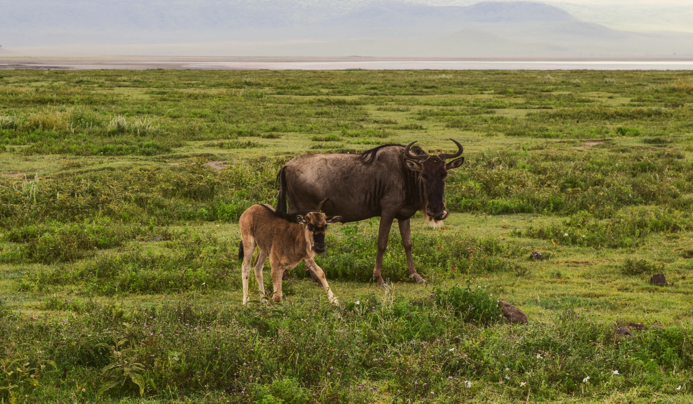 Serengeti Wildebeest Migration Calving Season