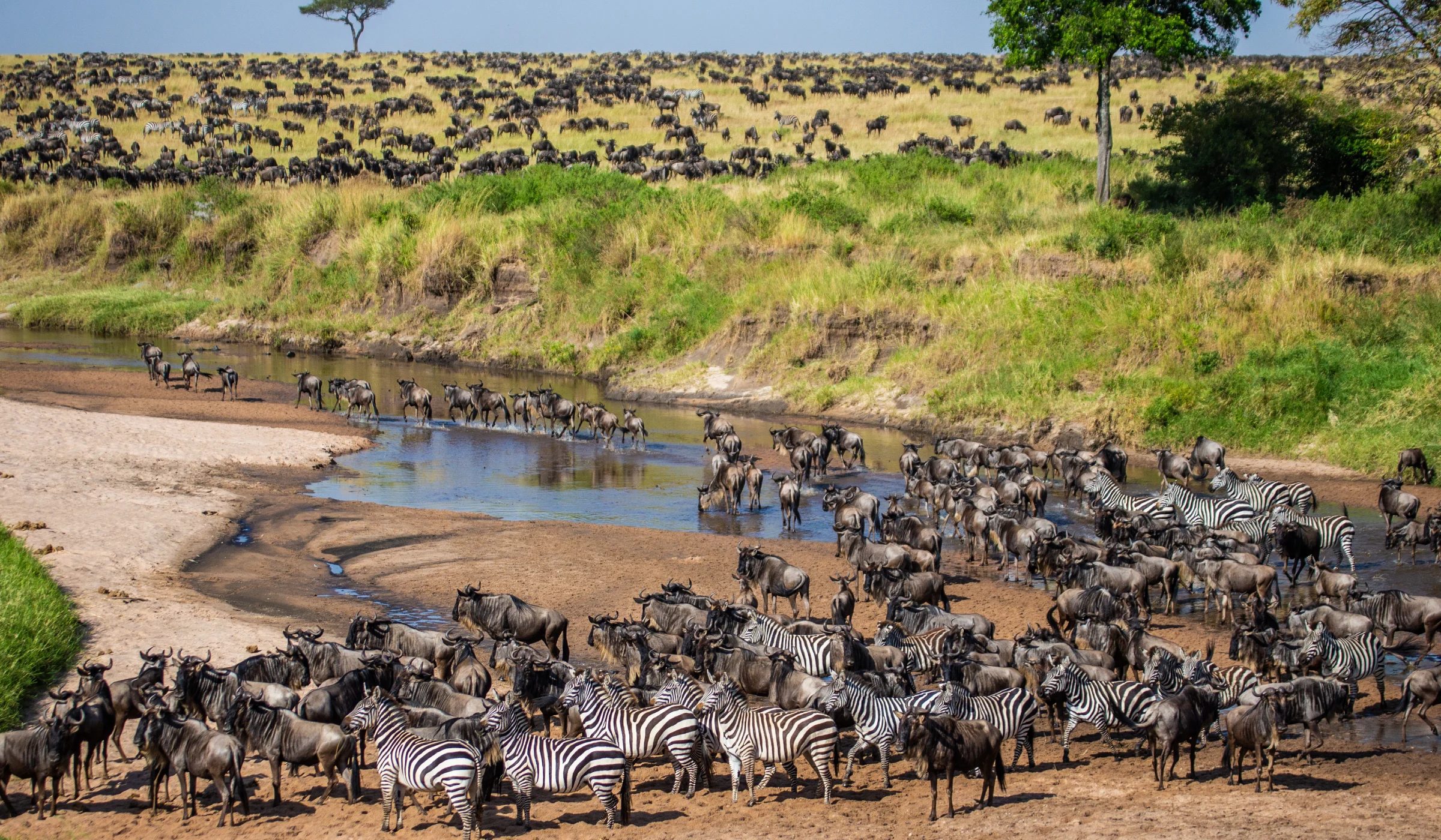 Serengeti Wildebeest Migration Safari