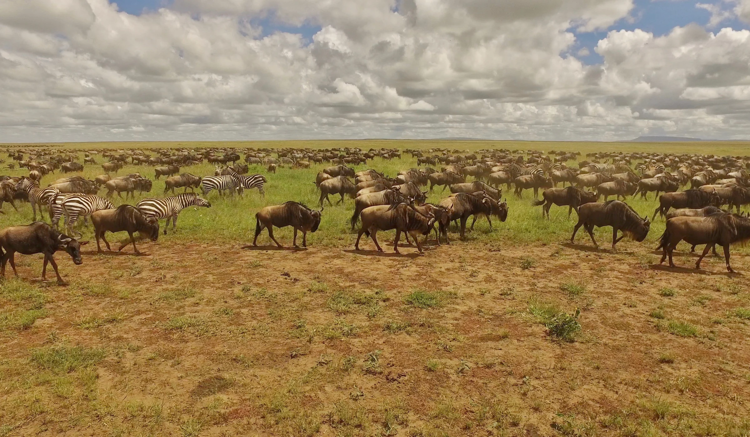 Wildebeest Migration Facts
