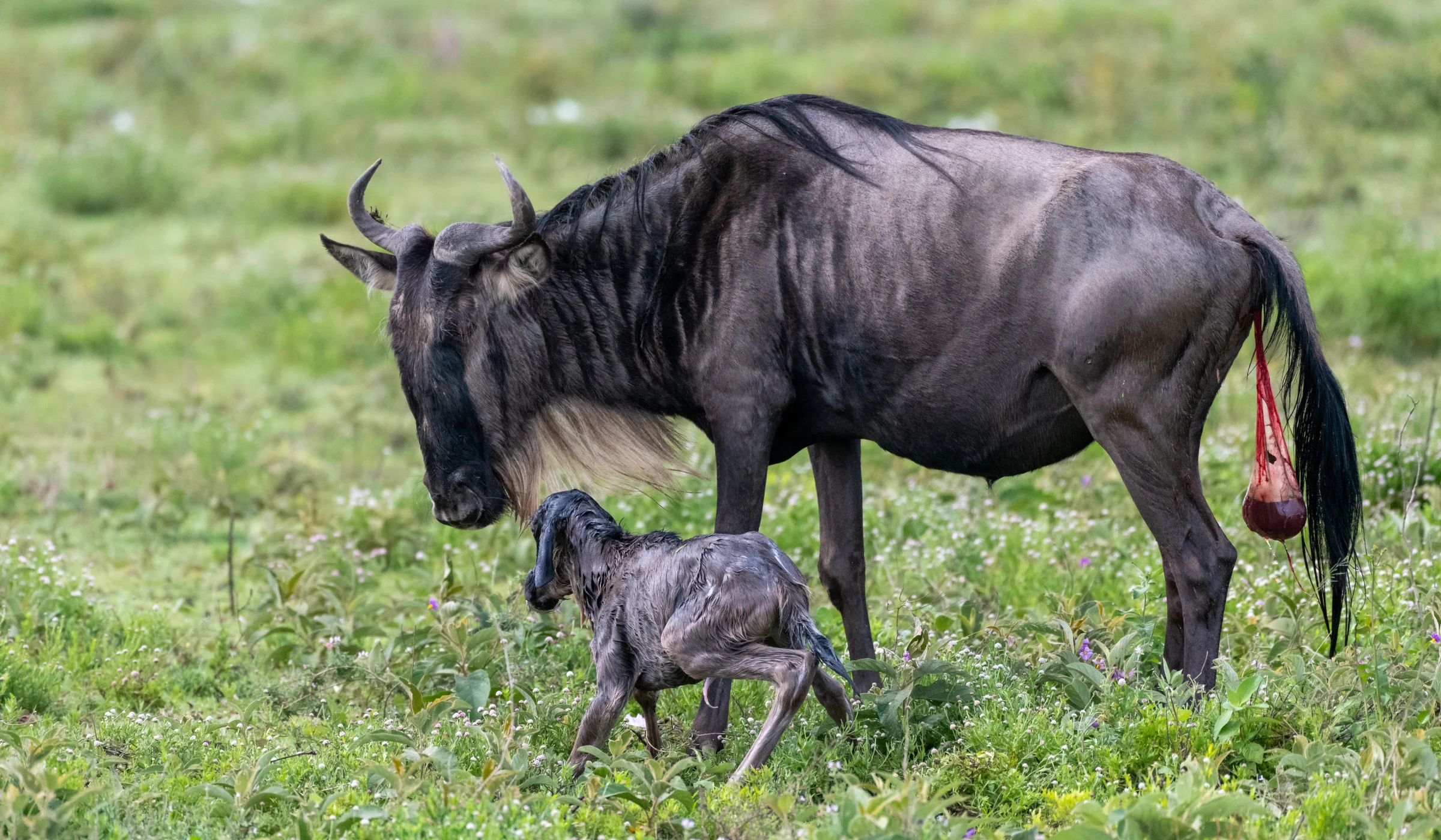 Wildebeest Migration Facts