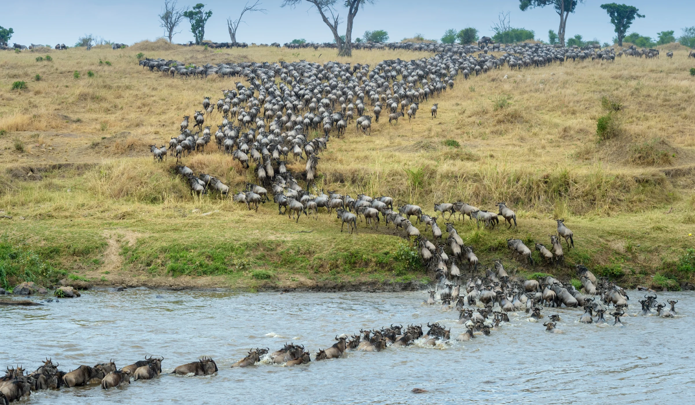 Wildebeest Migration Facts