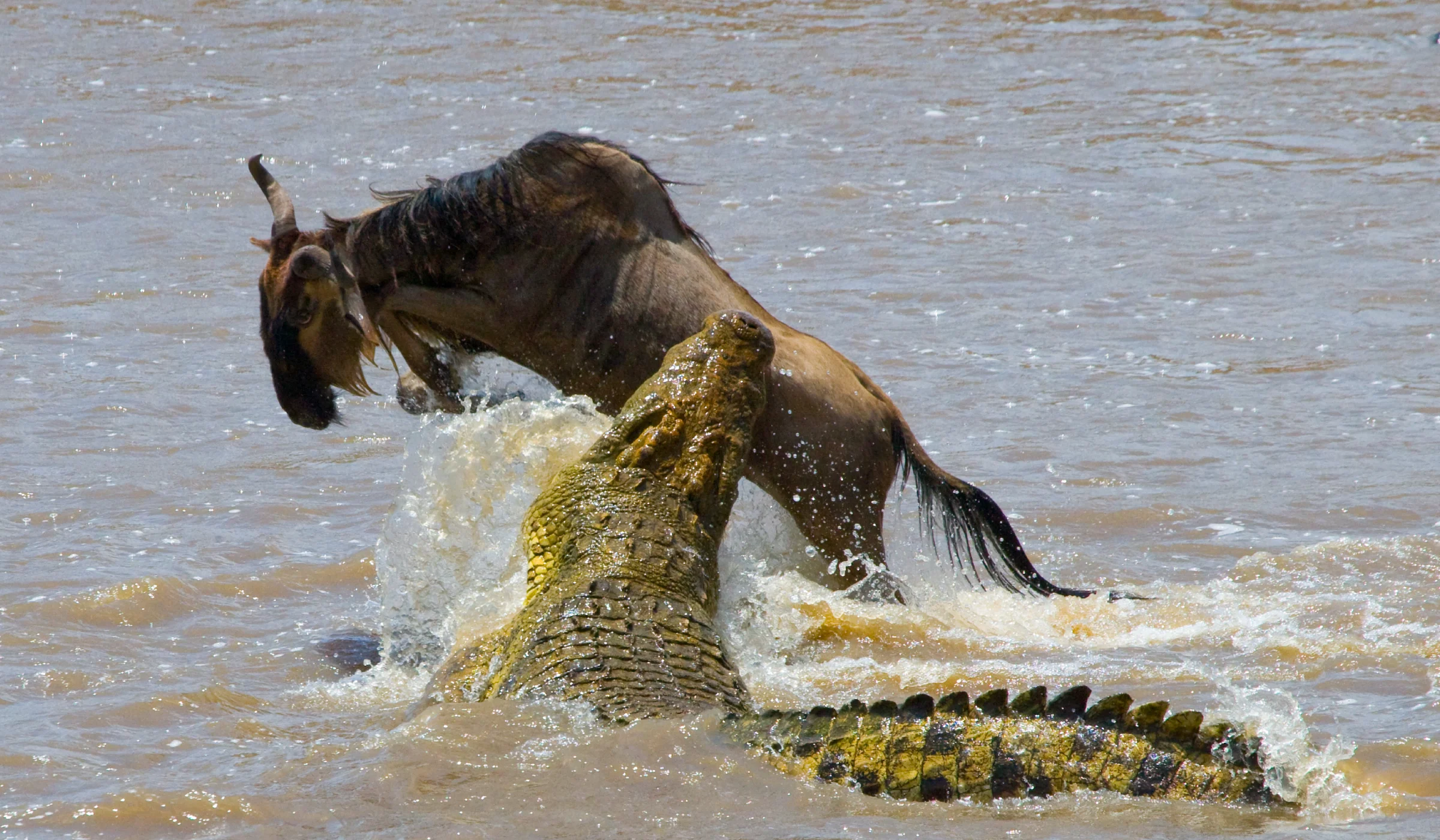 Wildebeest Migration Facts