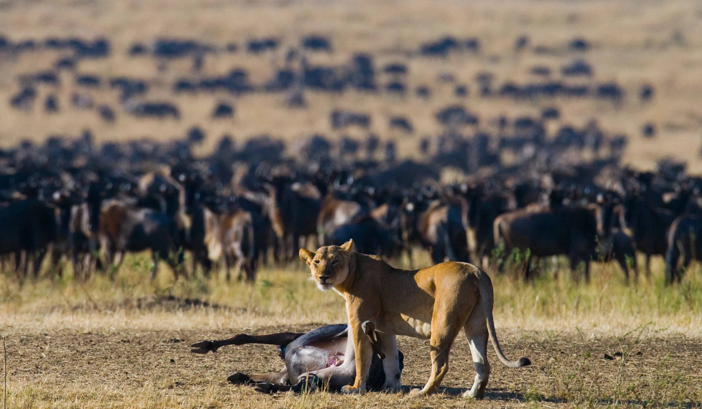 Wildebeest Migration Facts