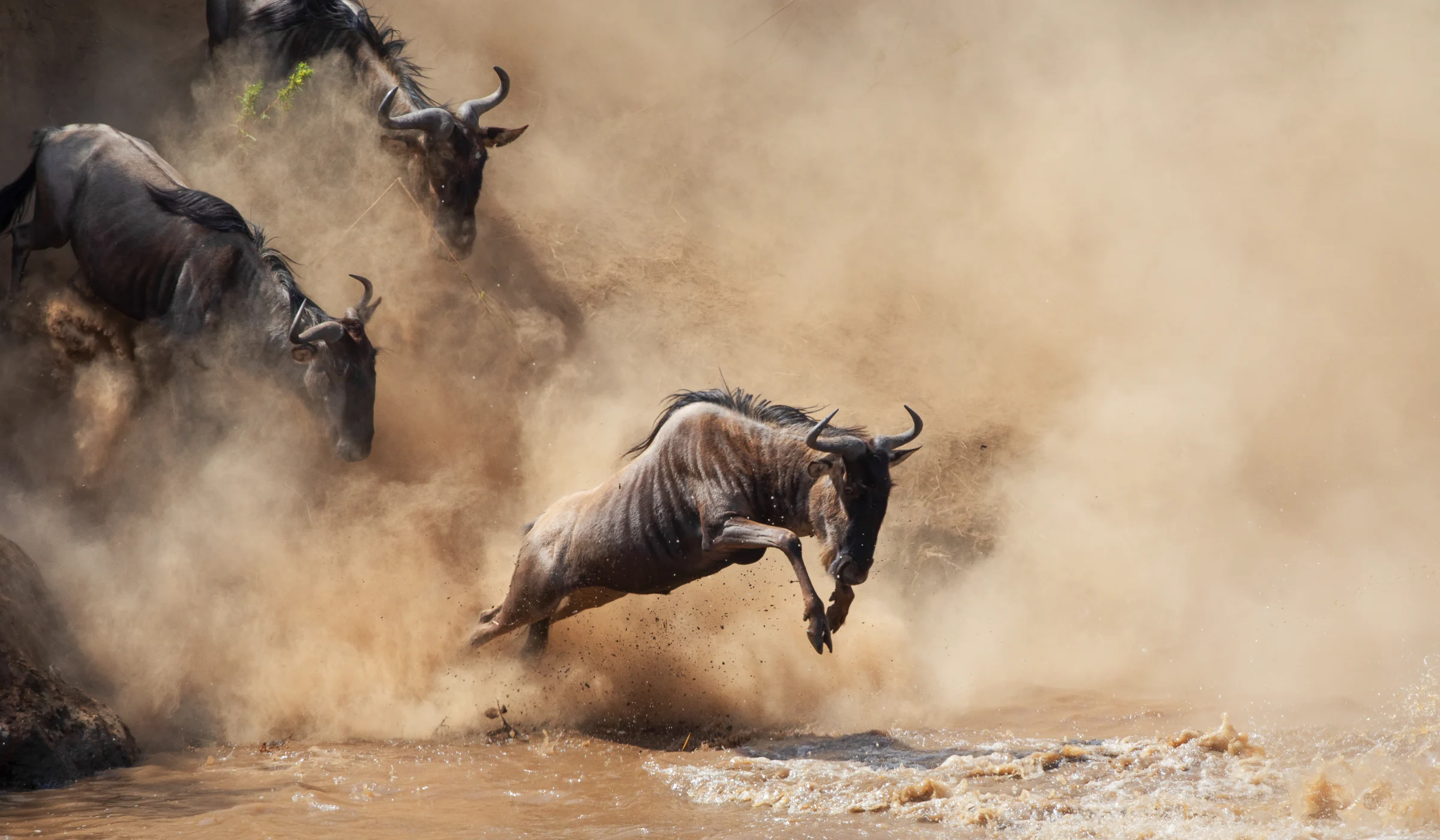 Wildebeest Migration Facts