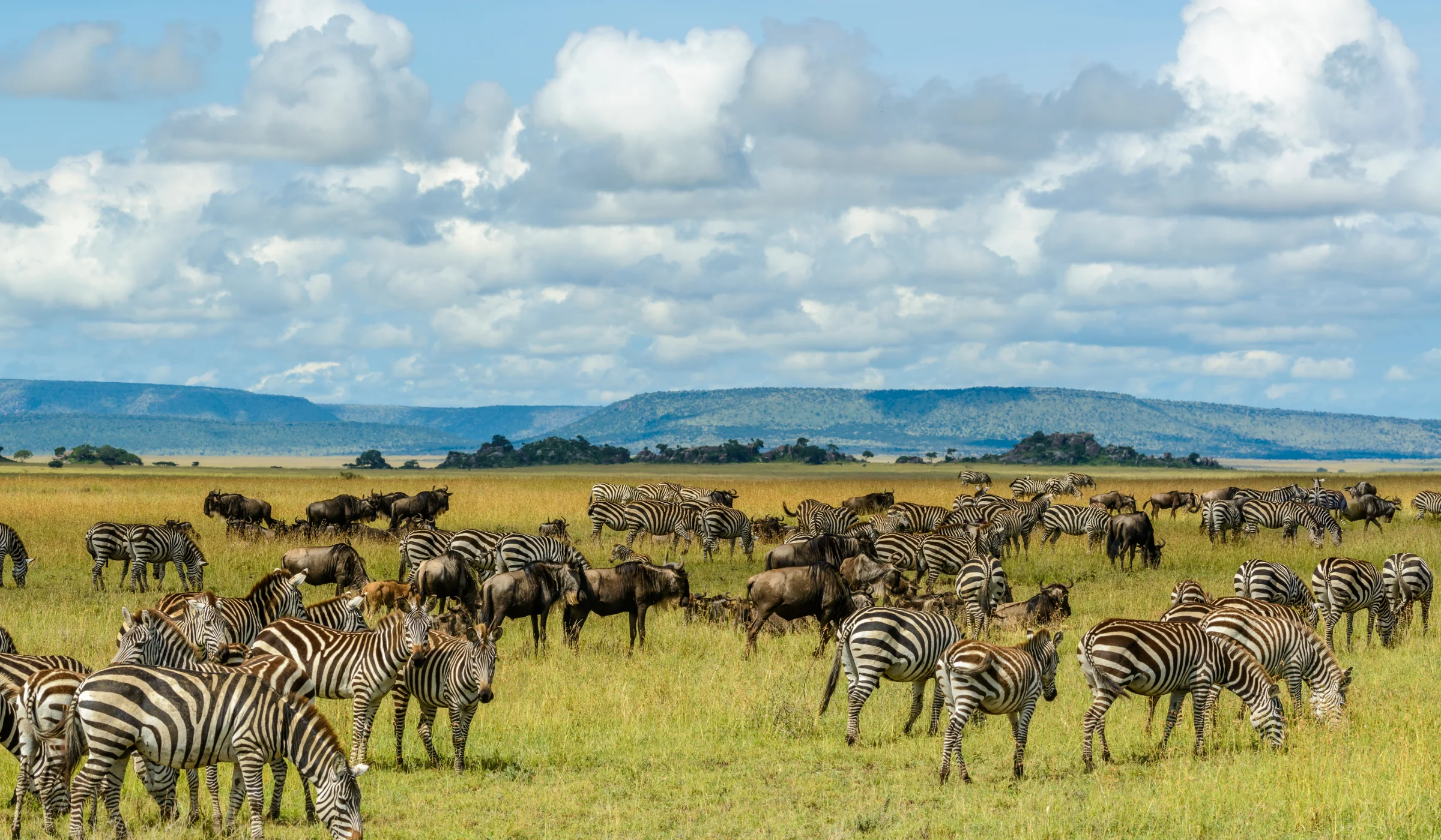 Wildebeest Migration Facts