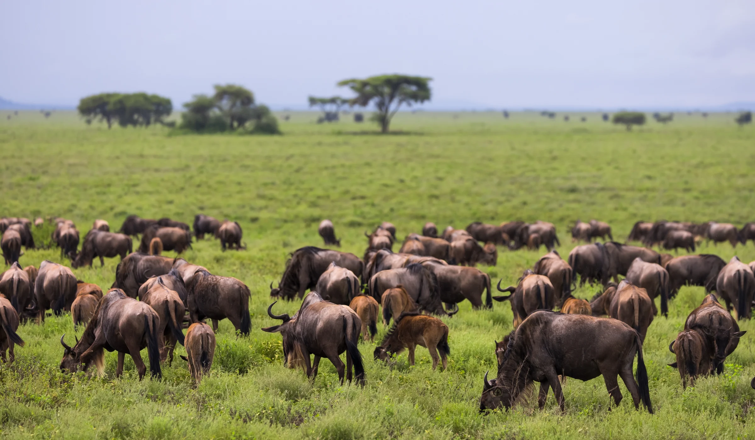 River Crossings Wildebeest Migration