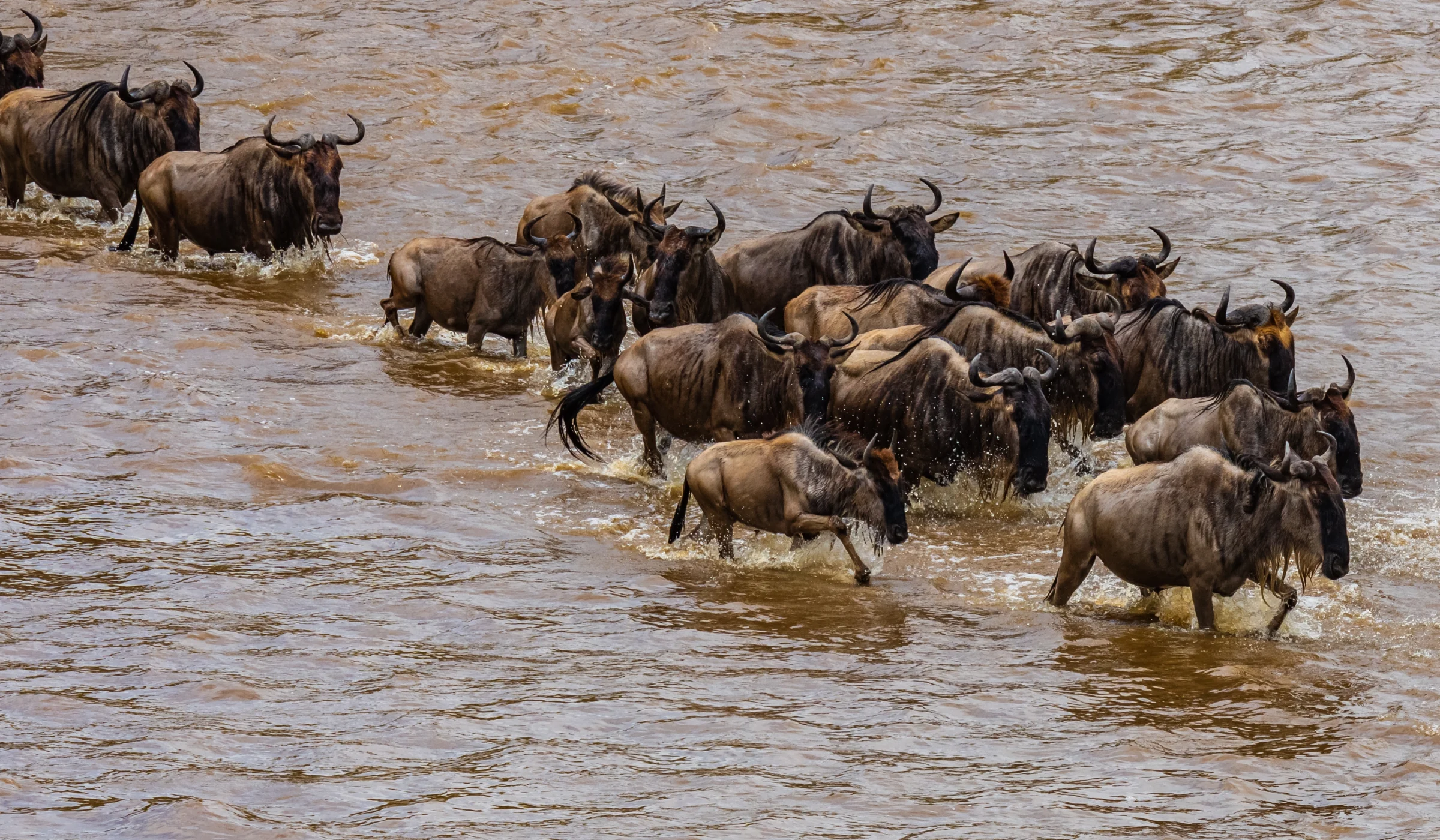 River Crossings Wildebeest Migration
