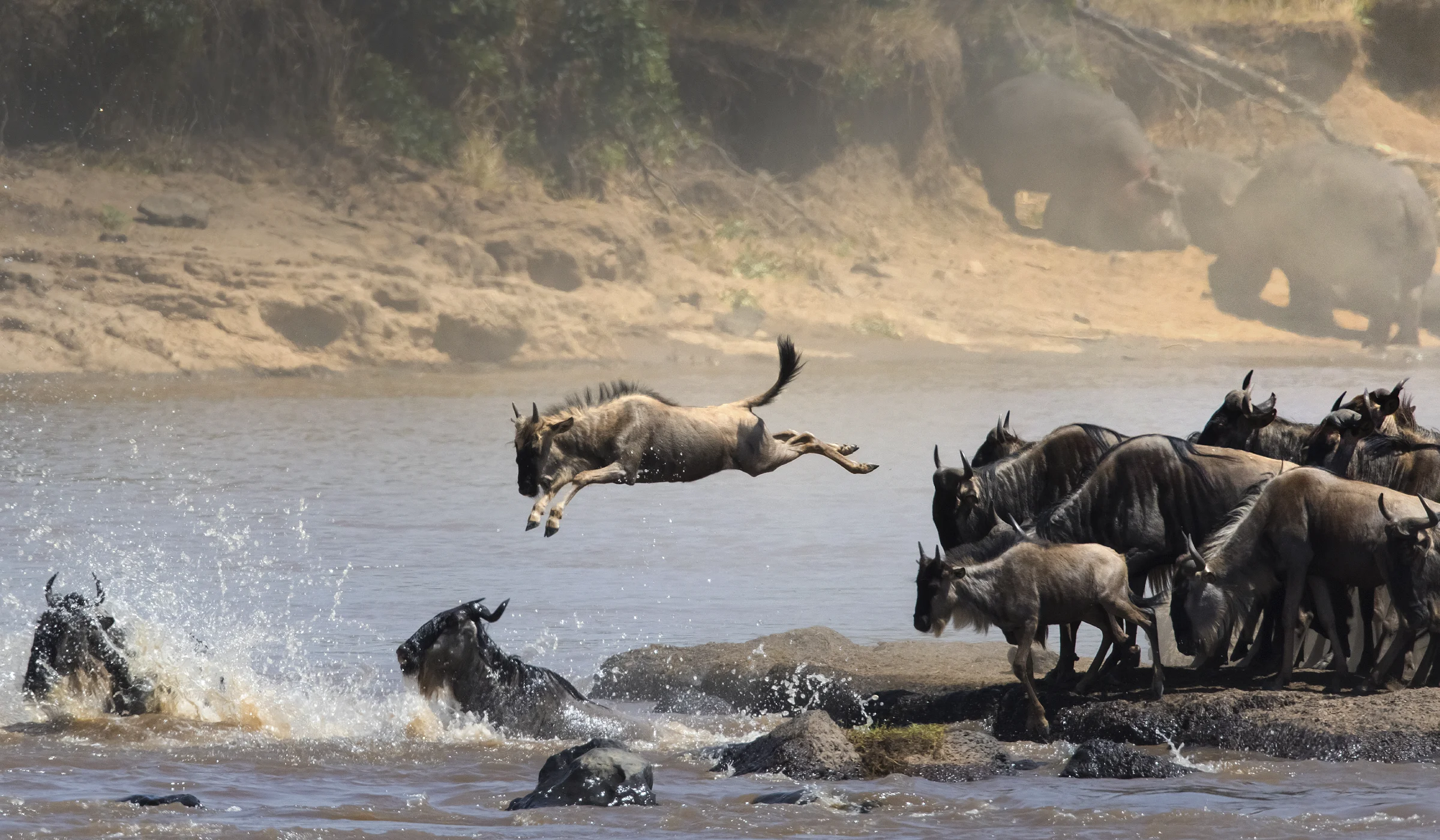 River Crossings Wildebeest Migration