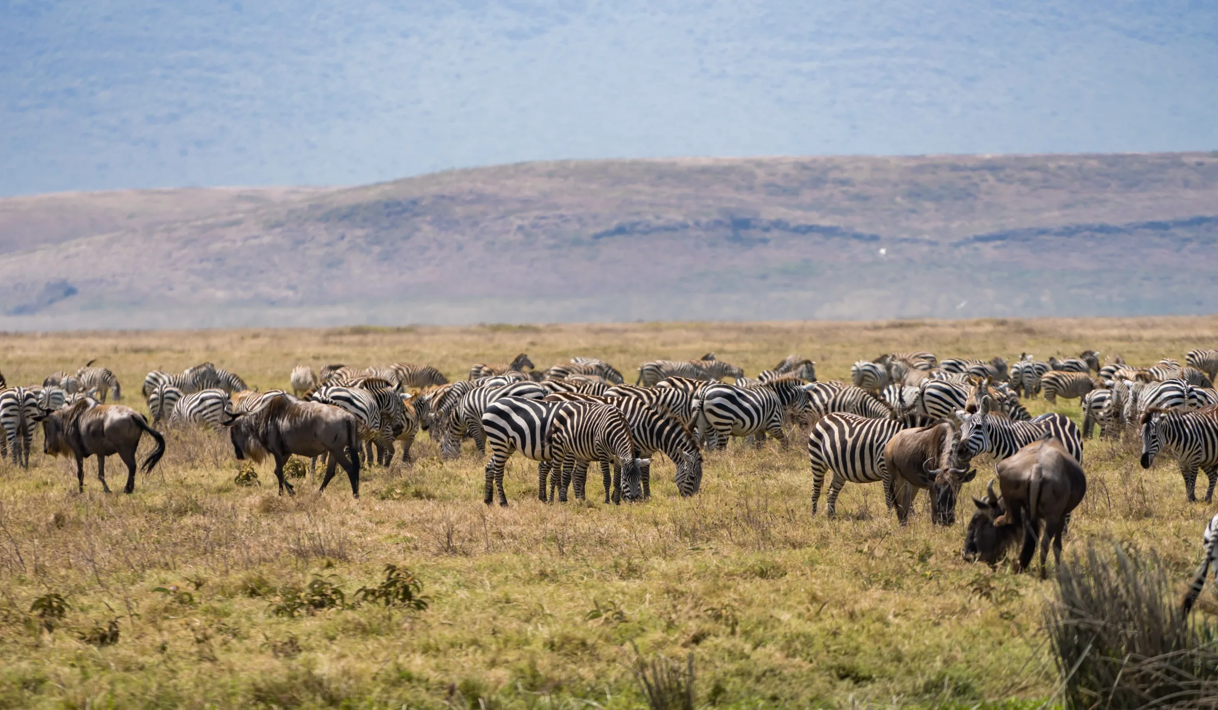 River Crossings Wildebeest Migration