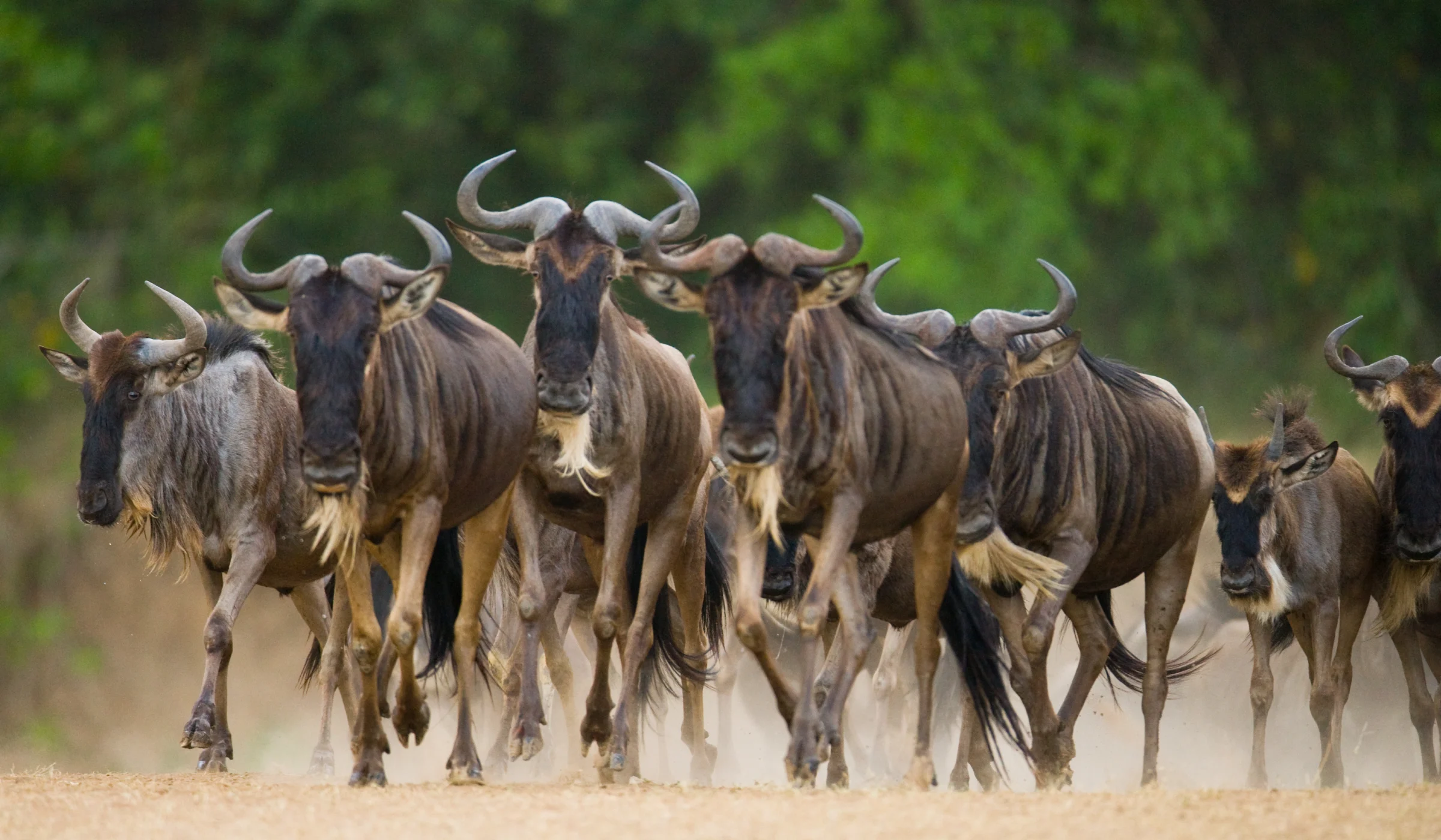 Wildebeest Migration Safari Cost
