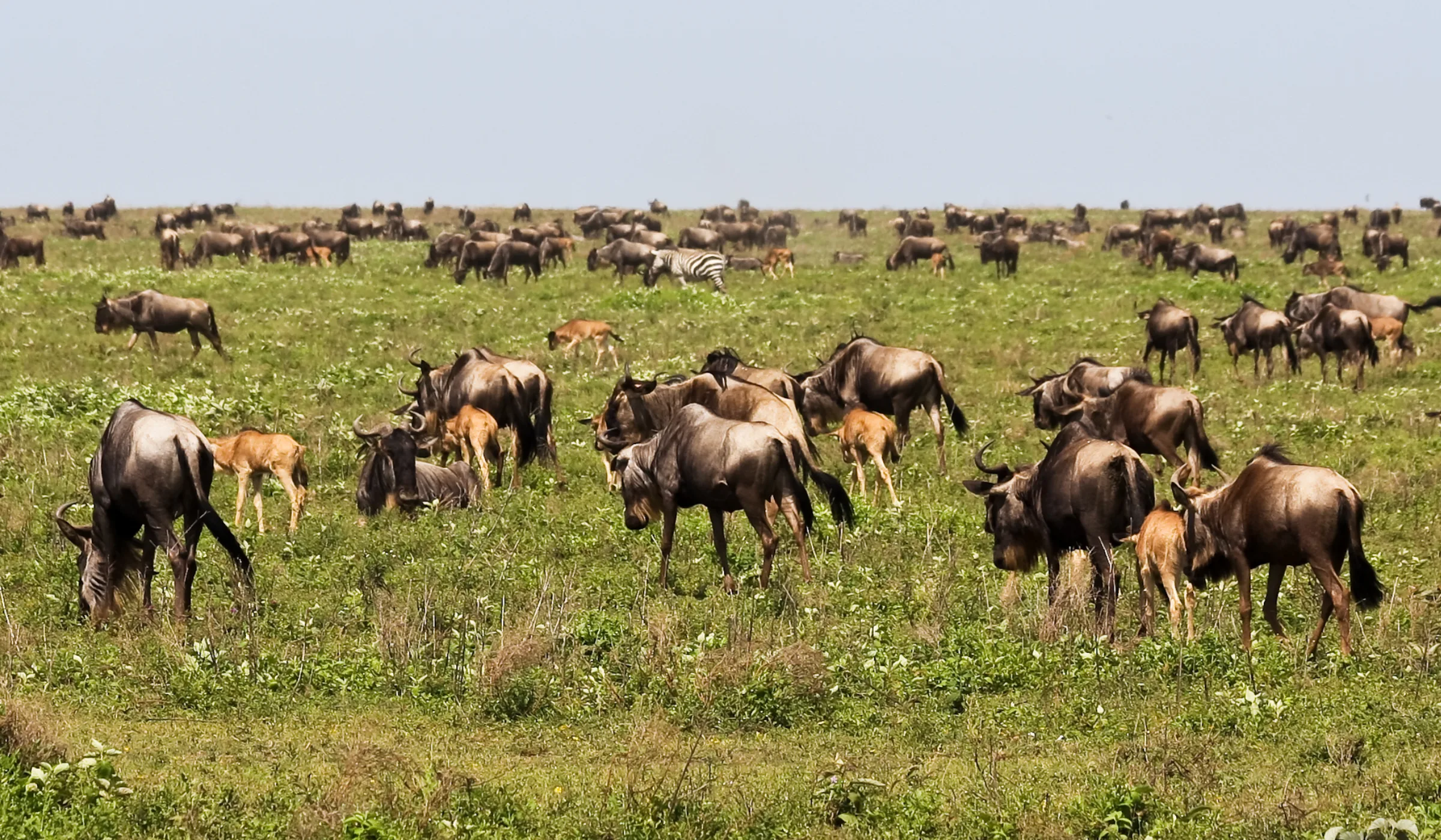 Serengeti Wildebeest Migration Safari