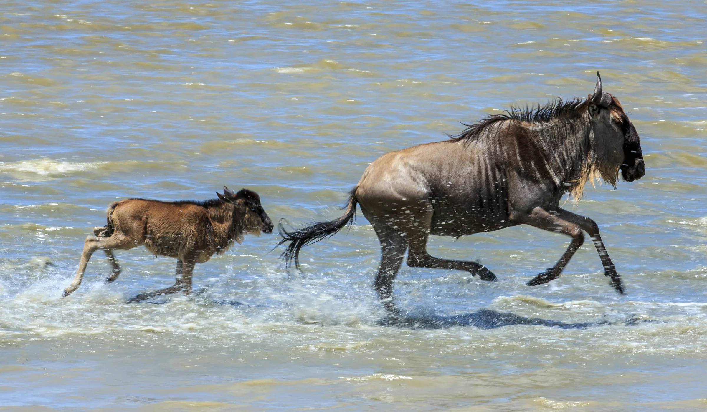 Serengeti Wildebeest Migration Calving Season