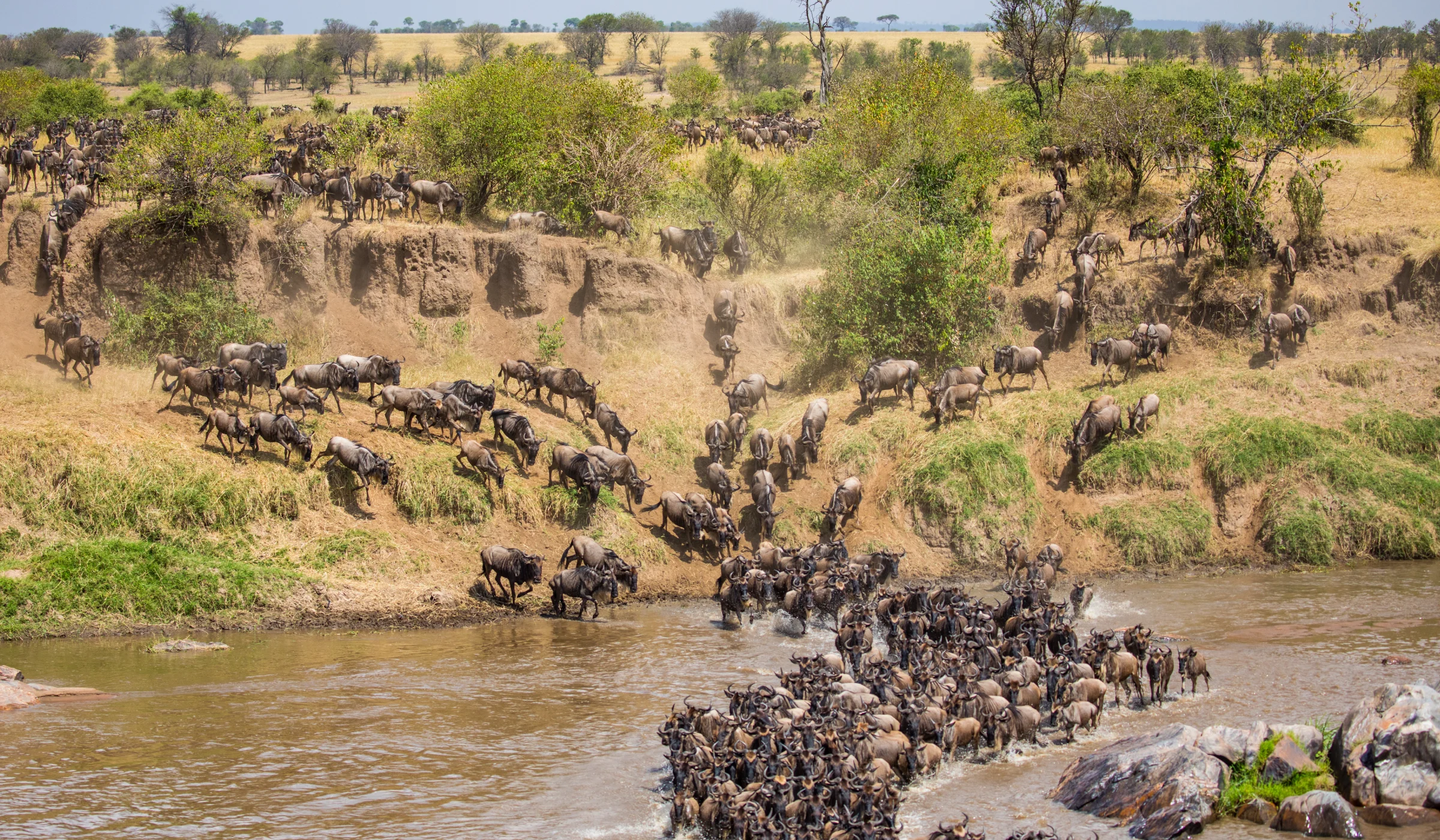 Wildebeest Migration Cycle