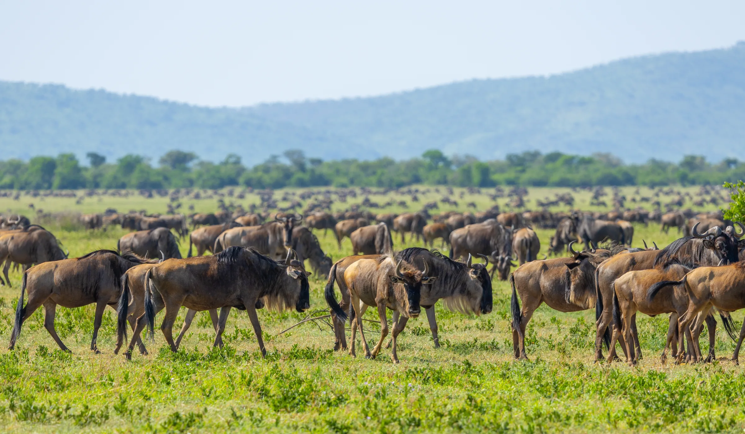 Wildebeest Migration Cycle