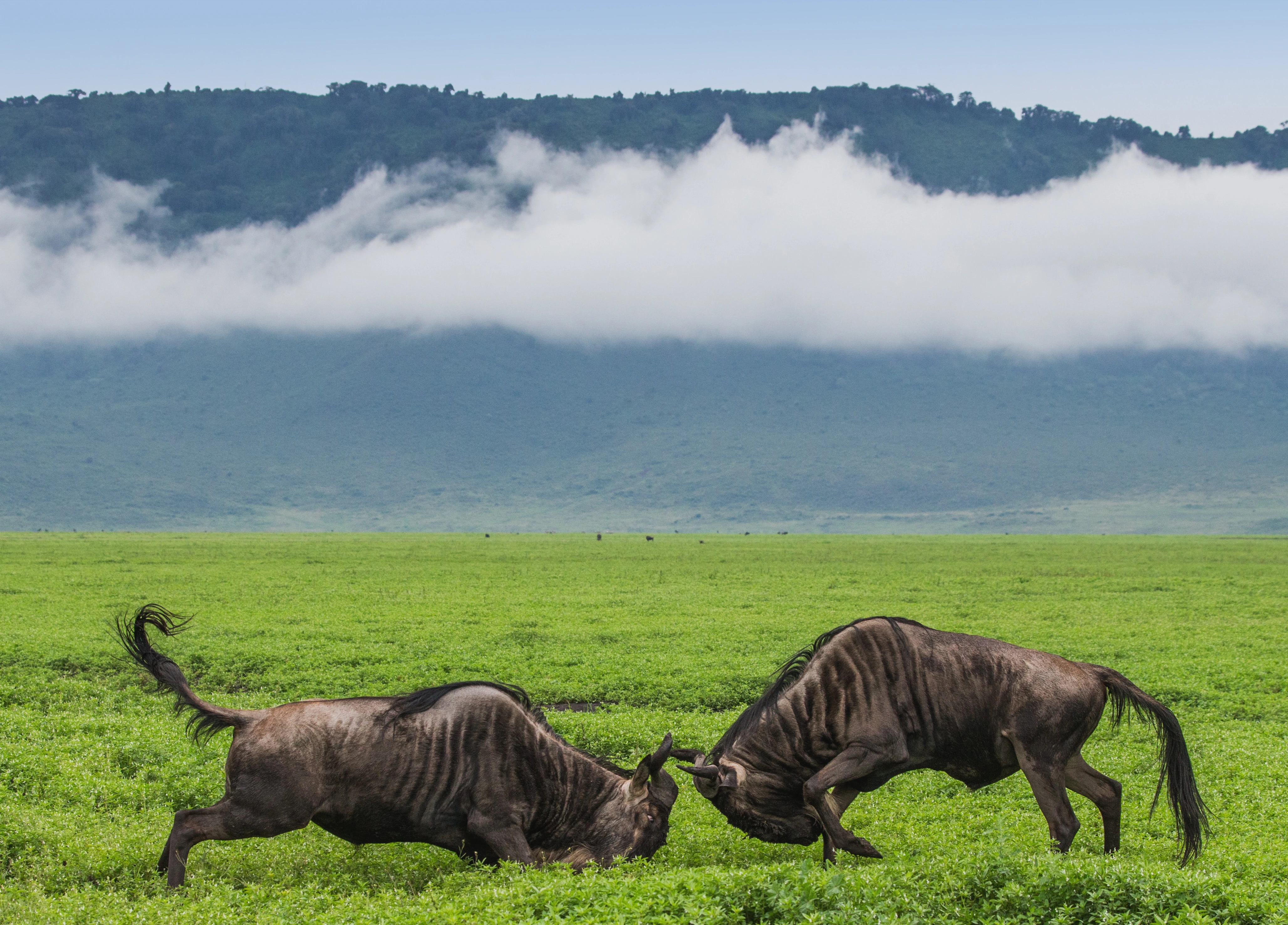 Ngorongoro Conservation Area