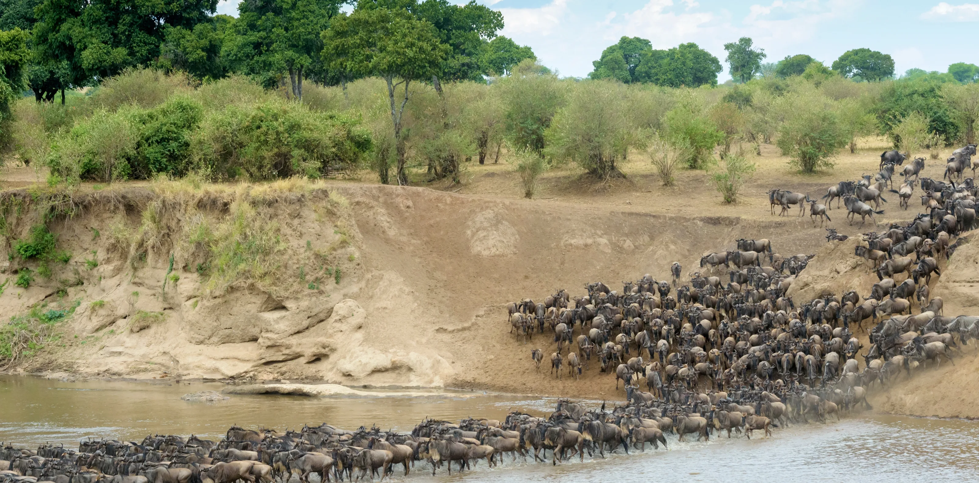 River Crossings Wildebeest Migration