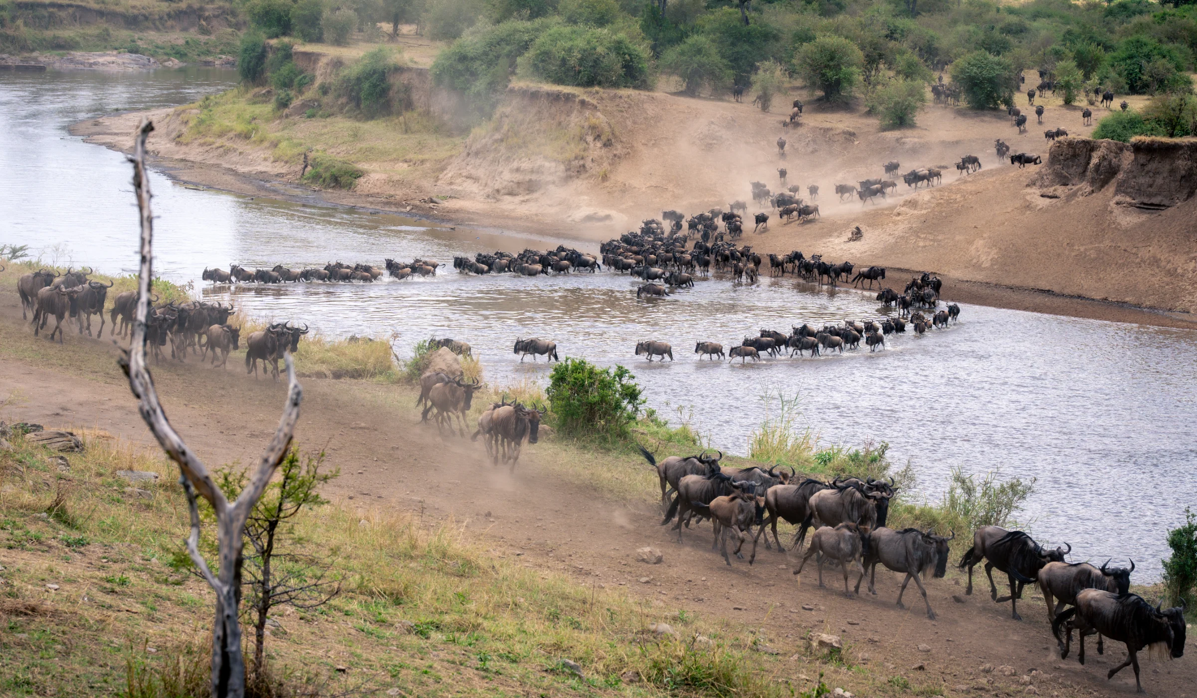 River Crossings Wildebeest Migration