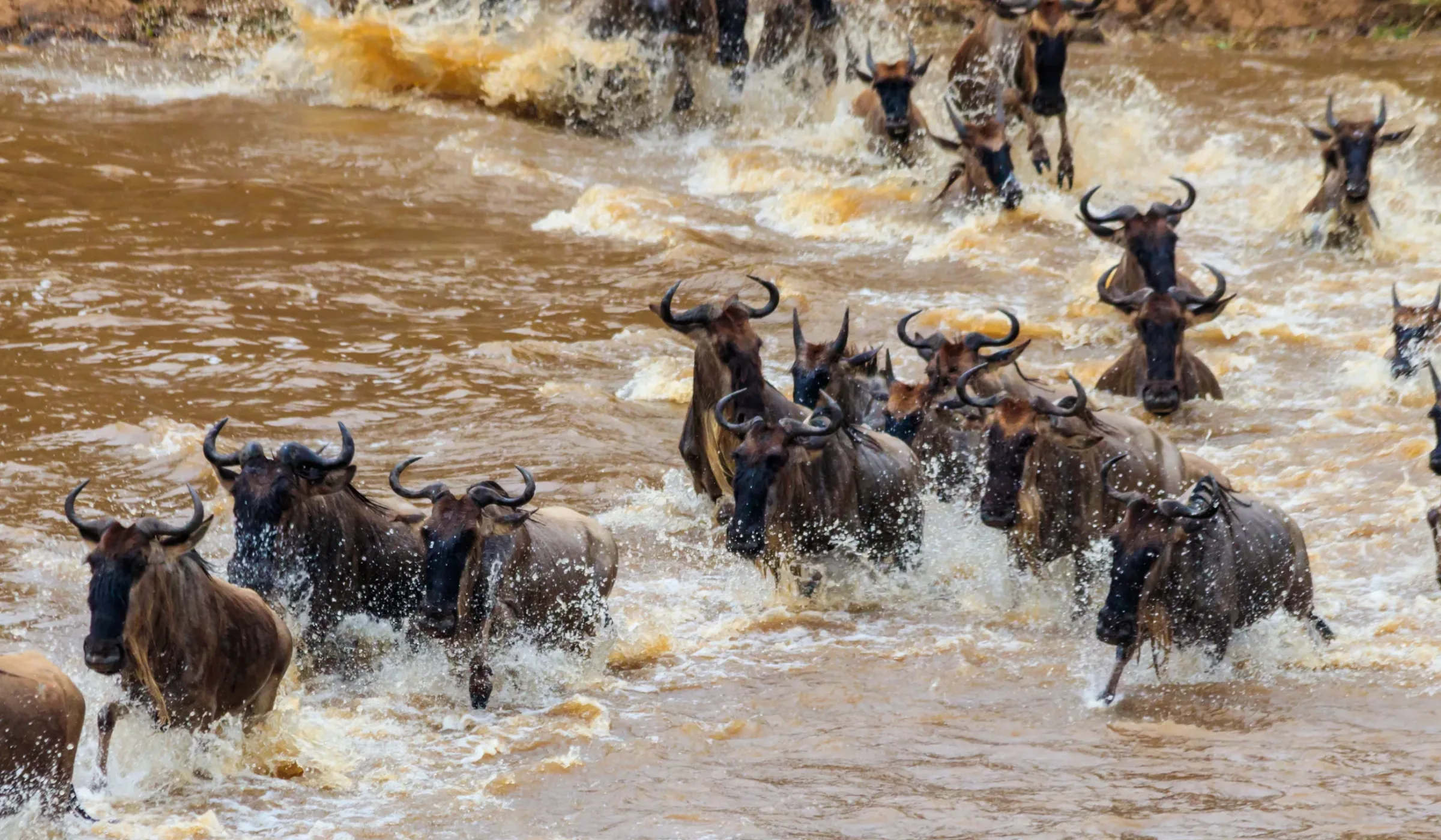 River Crossings Wildebeest Migration