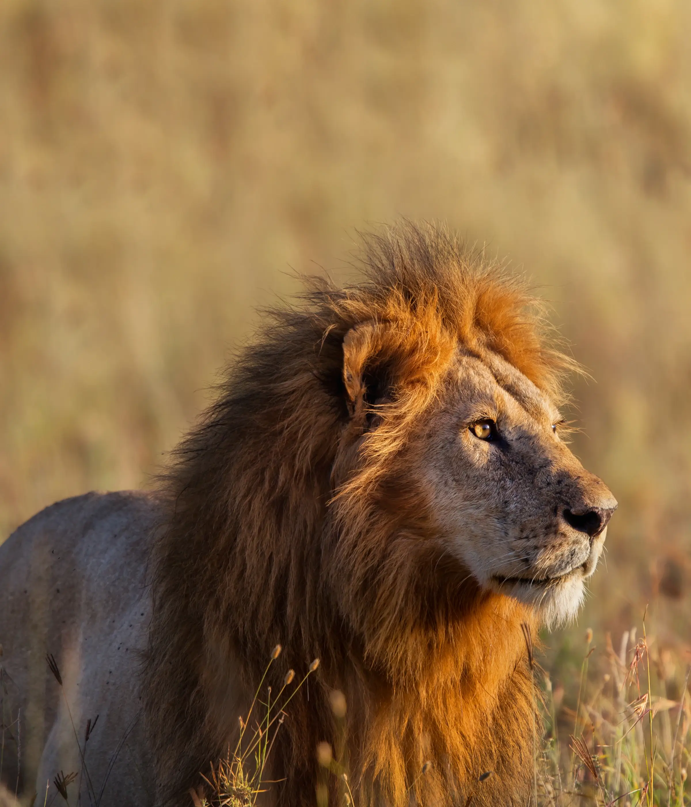 Serengeti National Parks