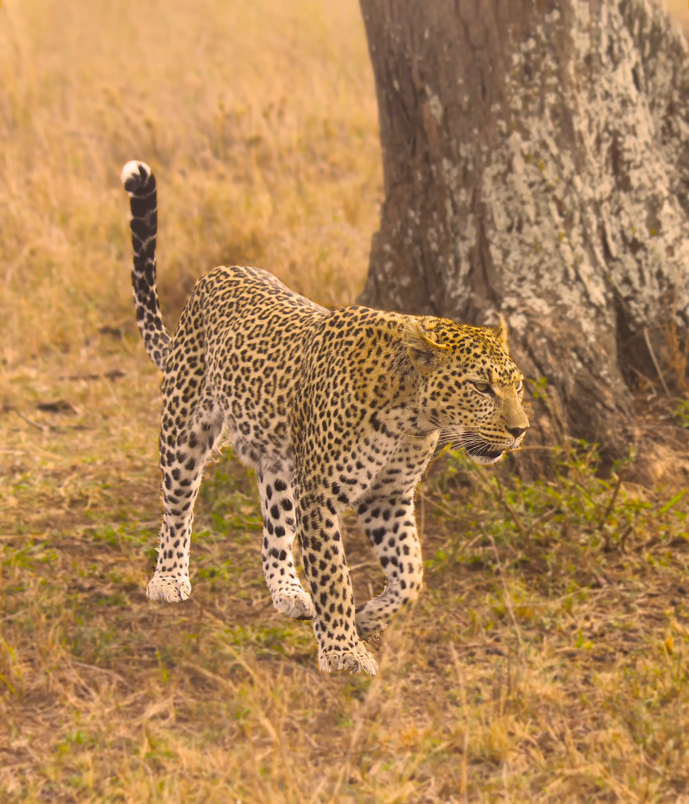 Serengeti National Parks