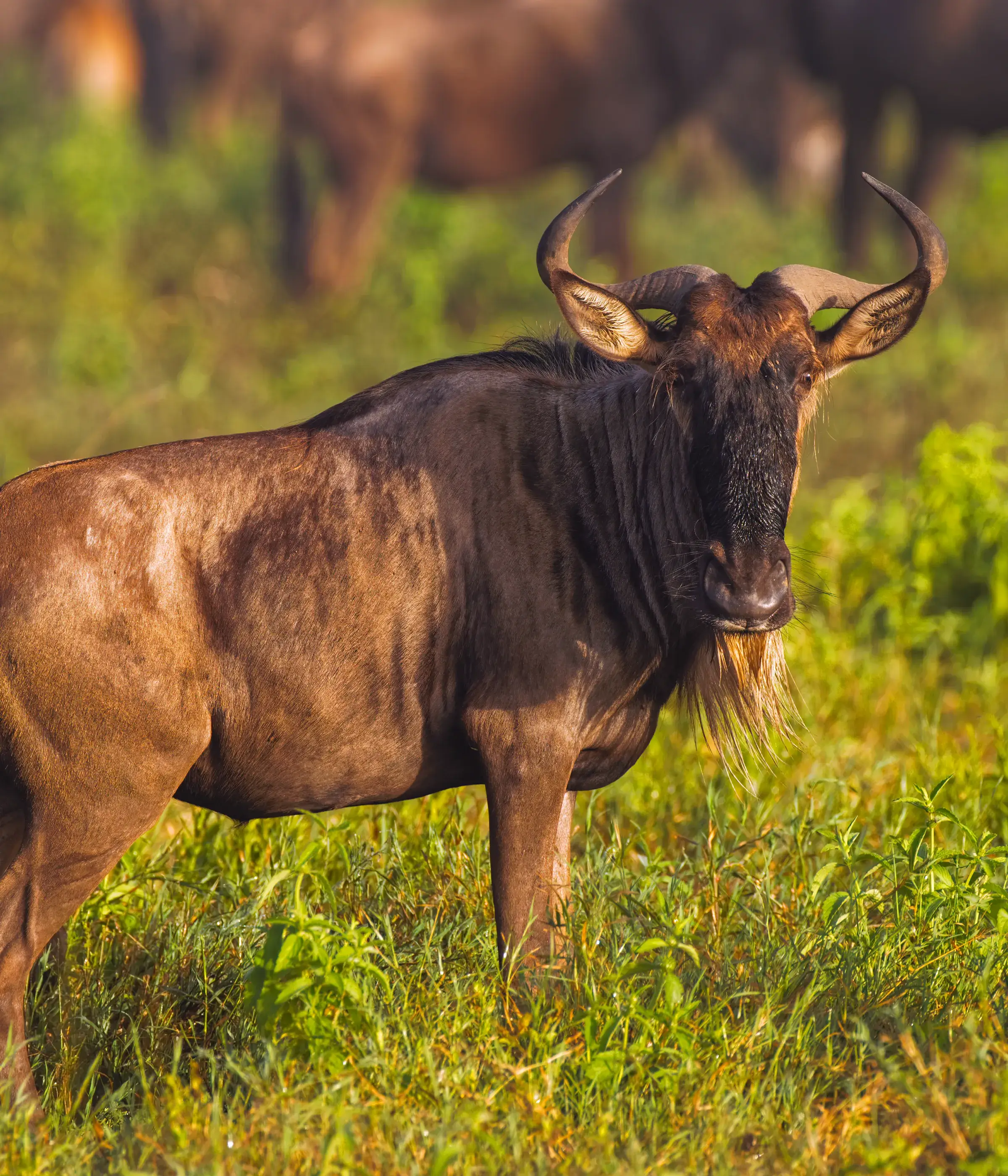 Serengeti National Parks