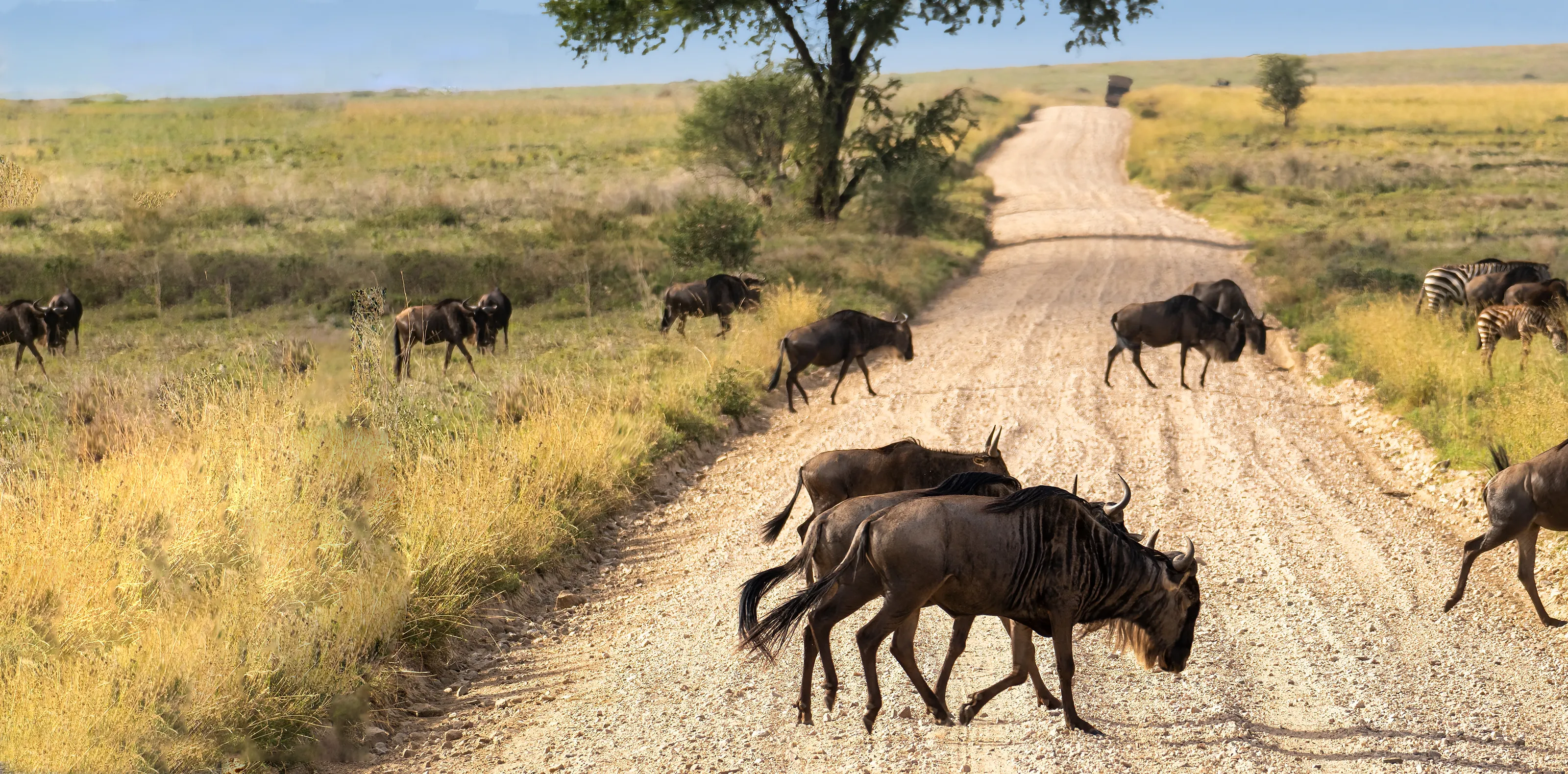 Serengeti Safari Cost