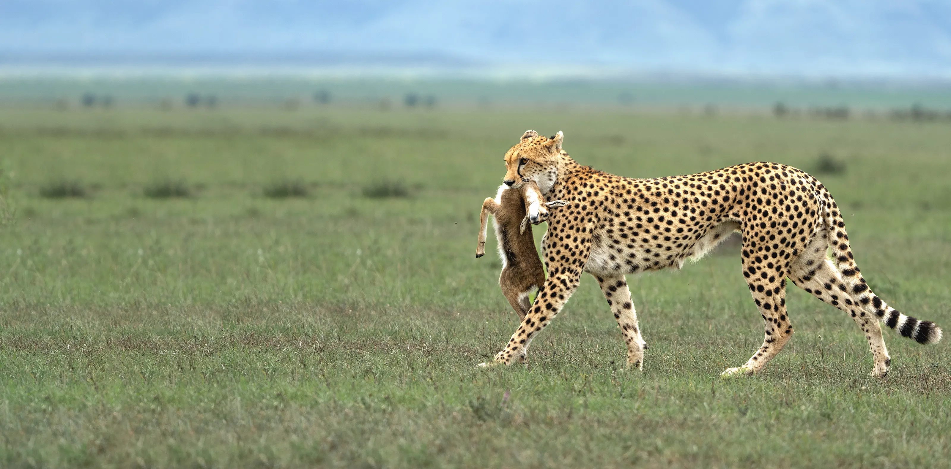 Serengeti Safari Packages