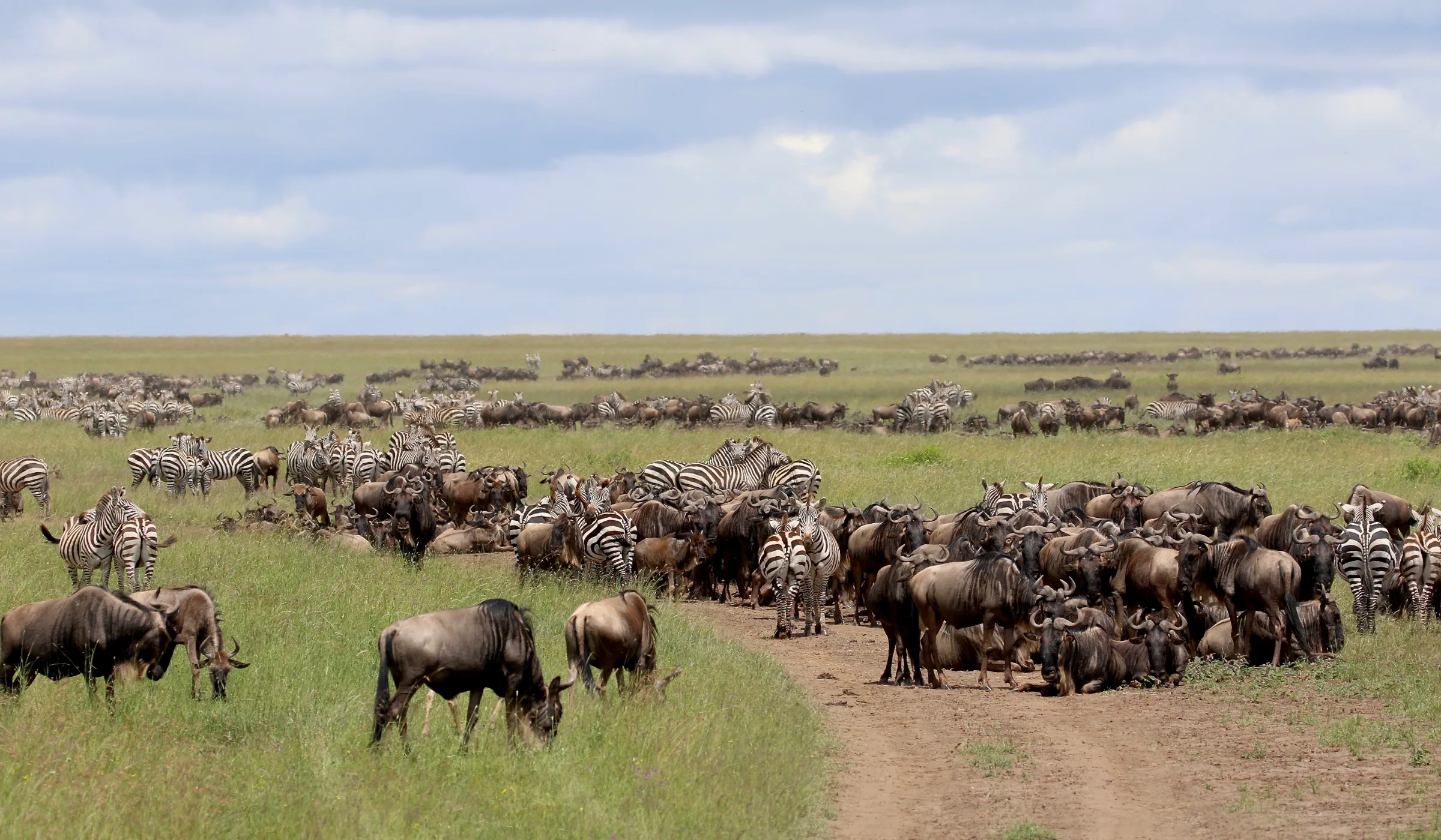 Serengeti Wildebeest Migration Calving Season