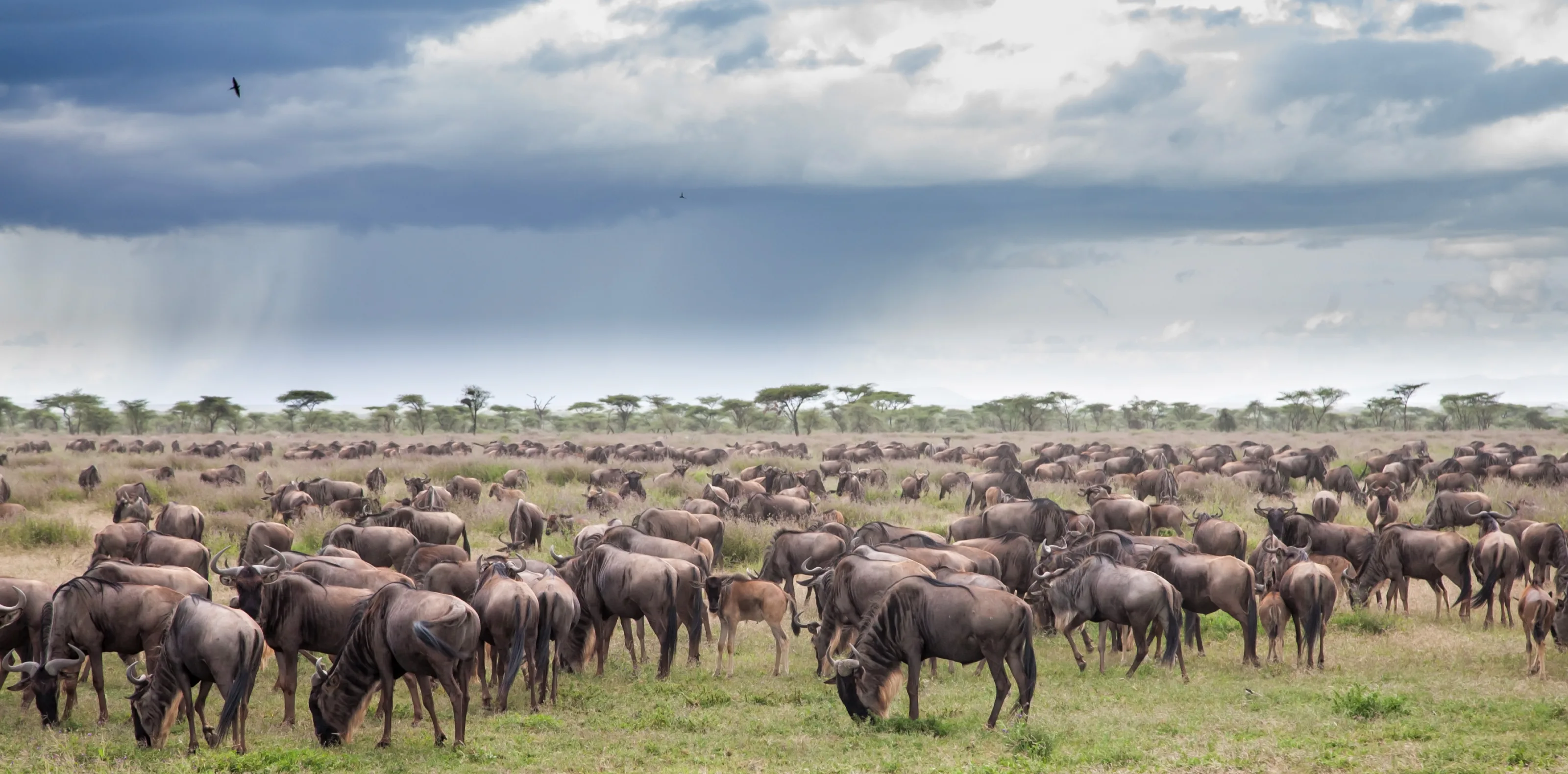 Serengeti Wildebeest Migration Safari