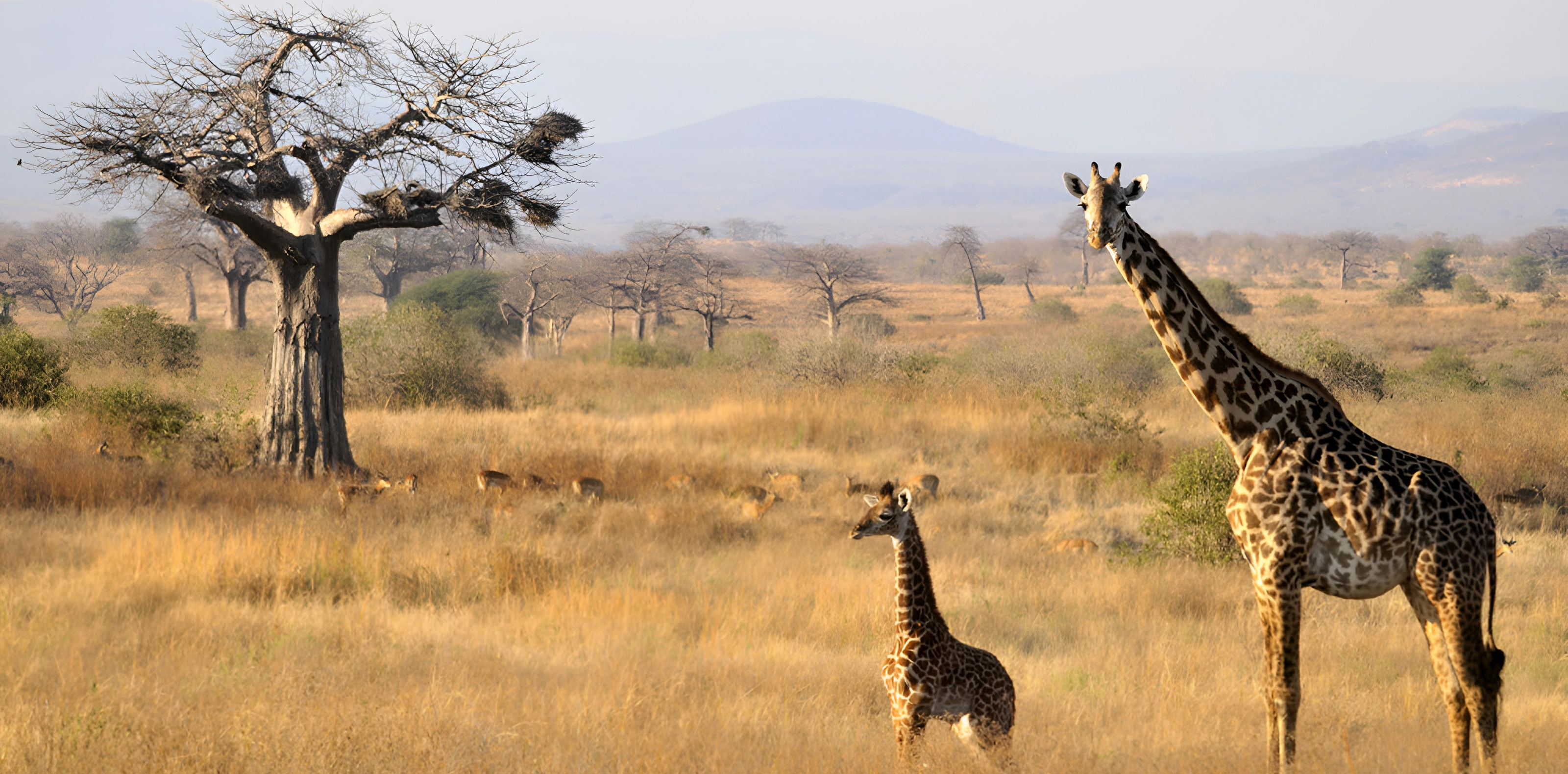 10 Days Southern Tanzania Safari