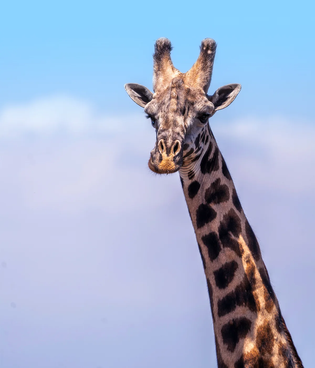 10 Days Southern Tanzania Safari