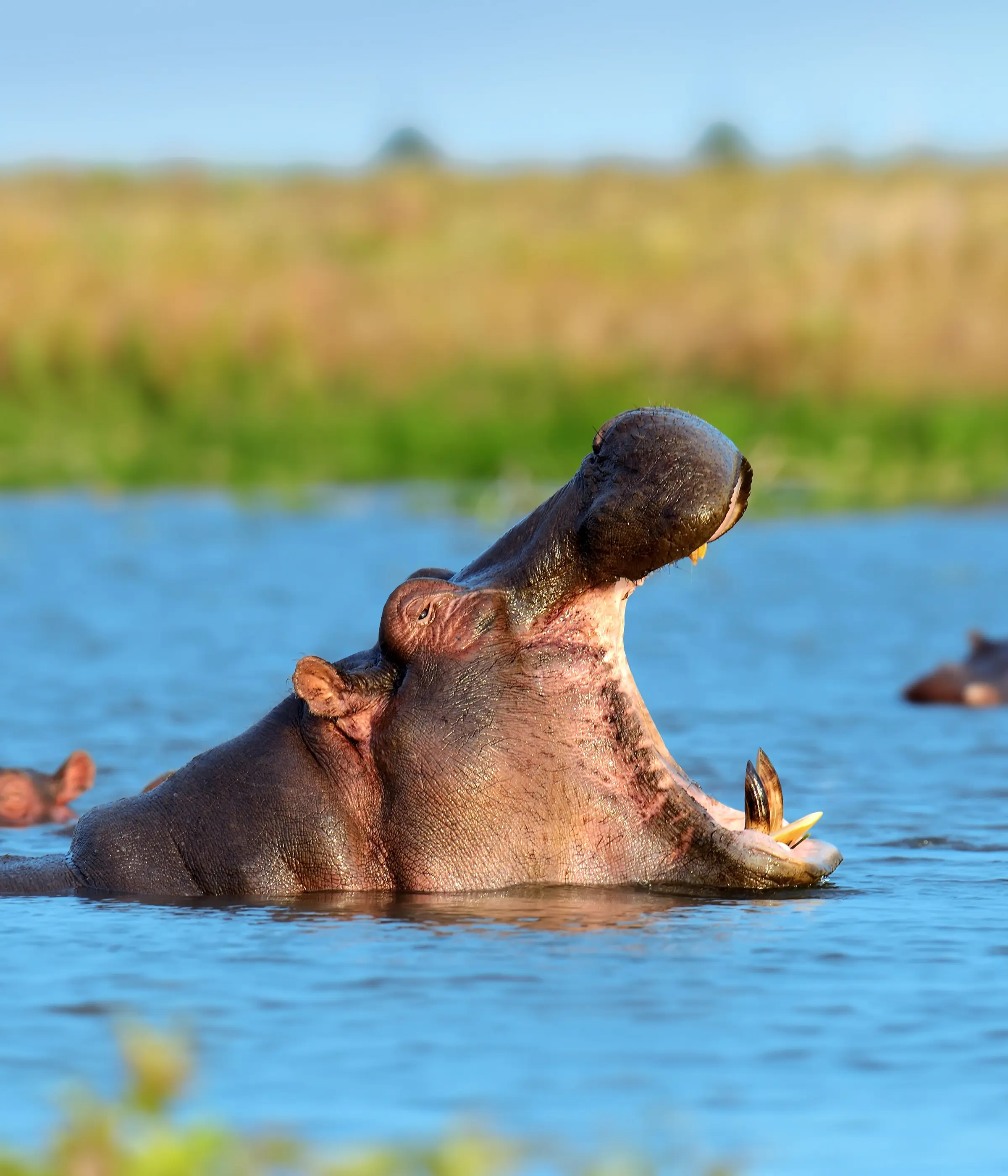 10 Days Southern Tanzania Safari