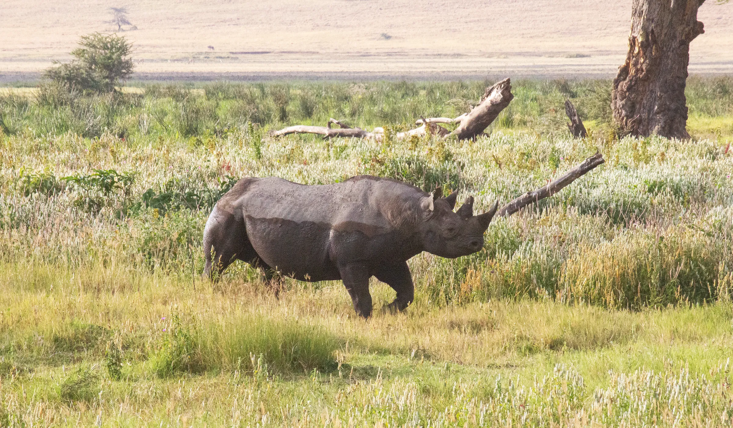 Tanzania Low Season Safari Cost