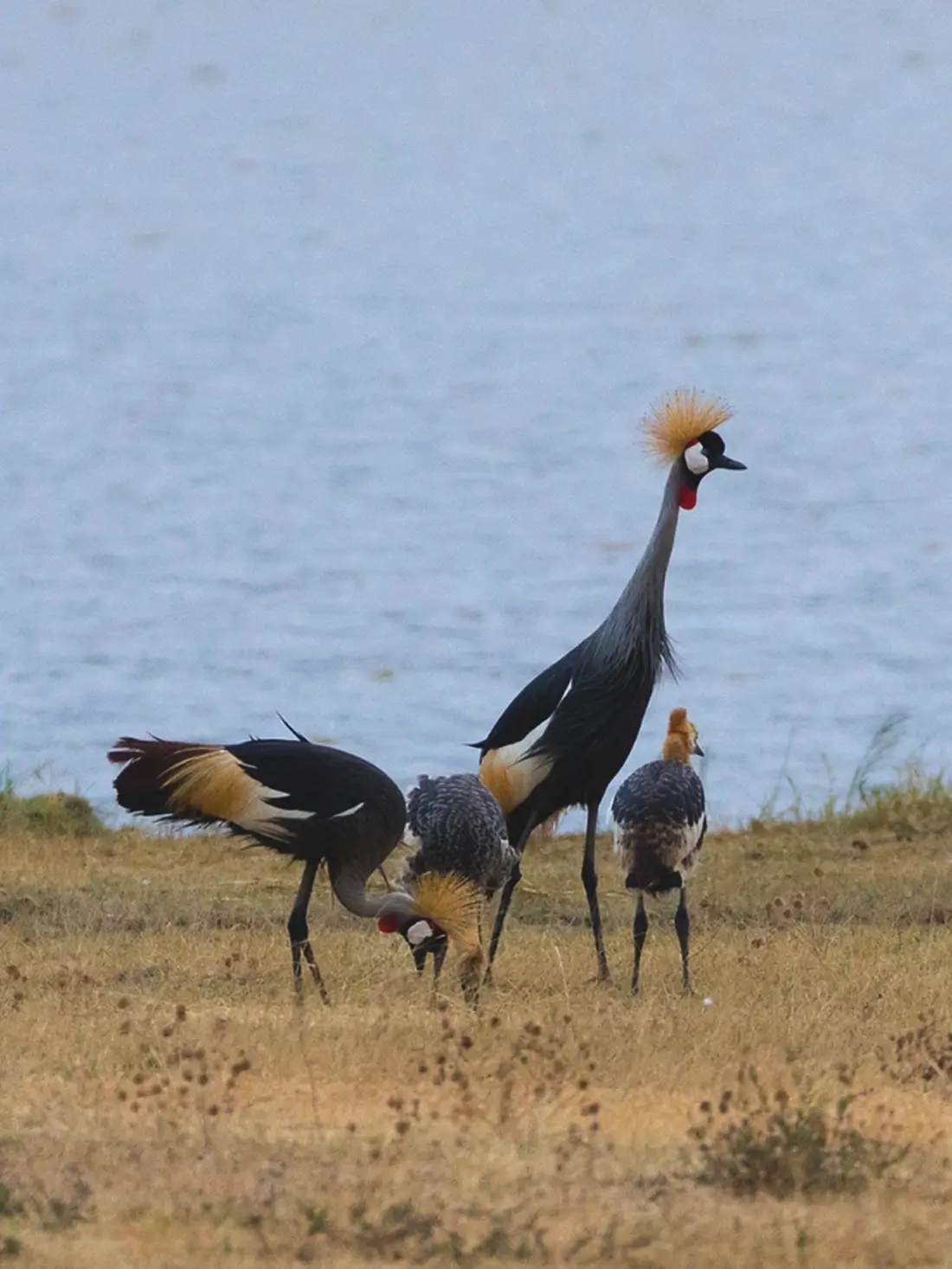 Ngorongoro Conservation Area