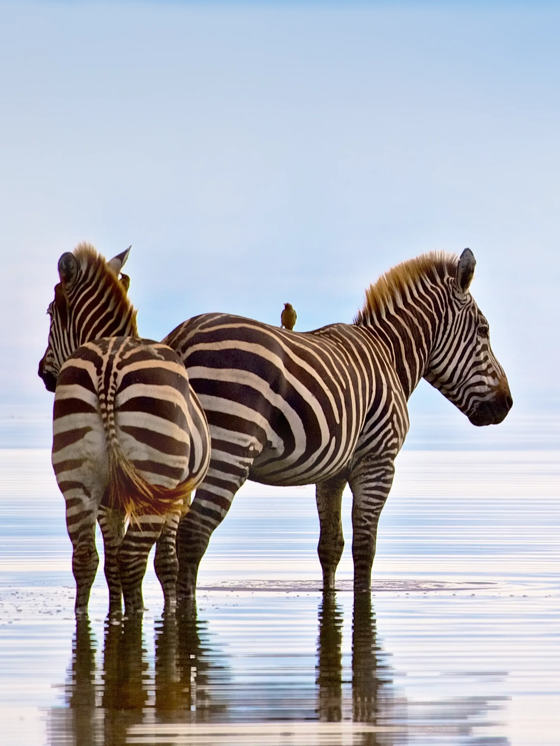 Lake Manyara National Park