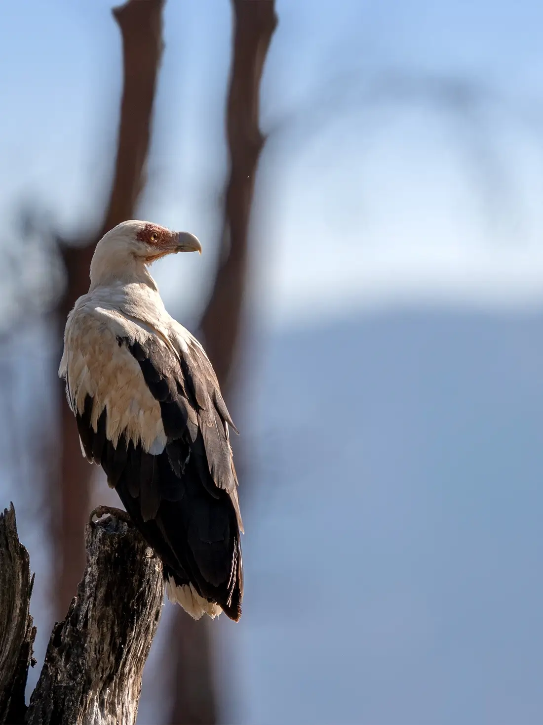 Lake Manyara National Park
